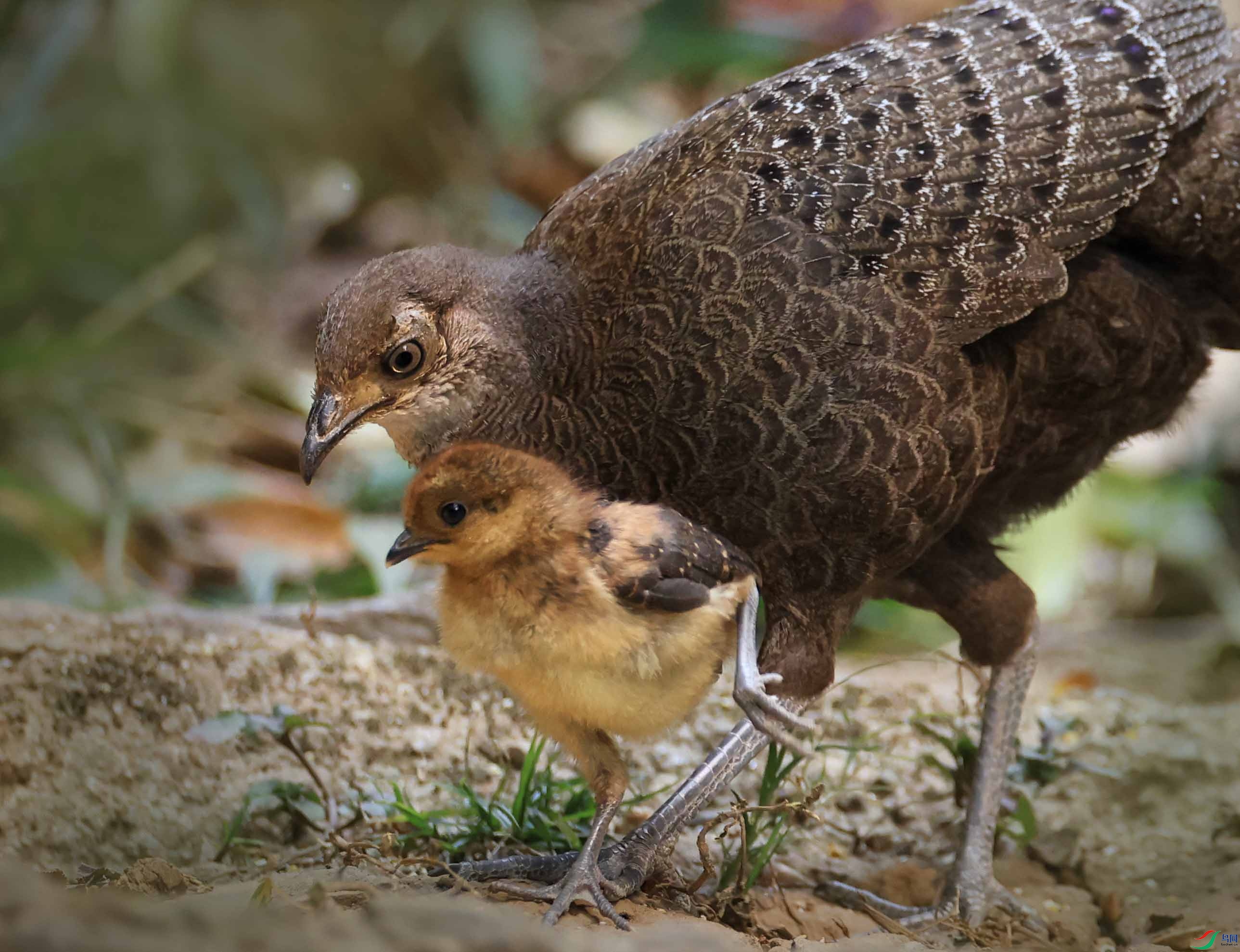 1-xt4L2A8041 �������� ����.jpg