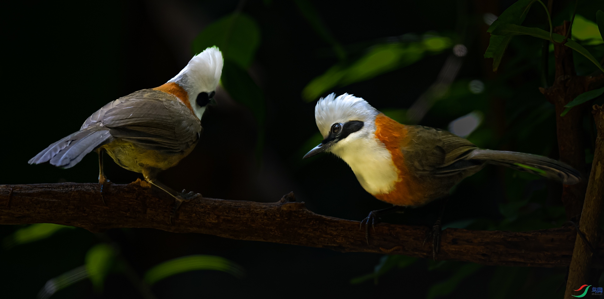 �׹�����