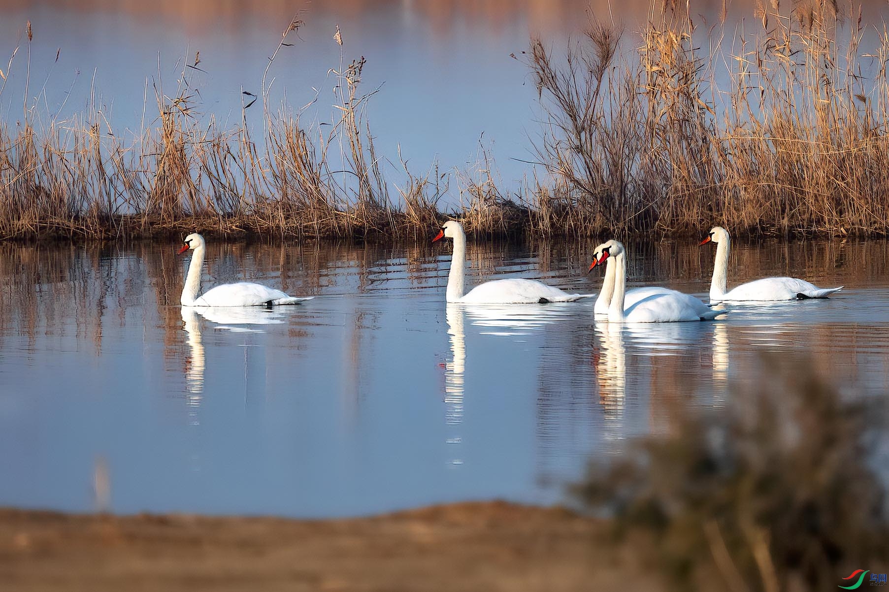 ���׵�����