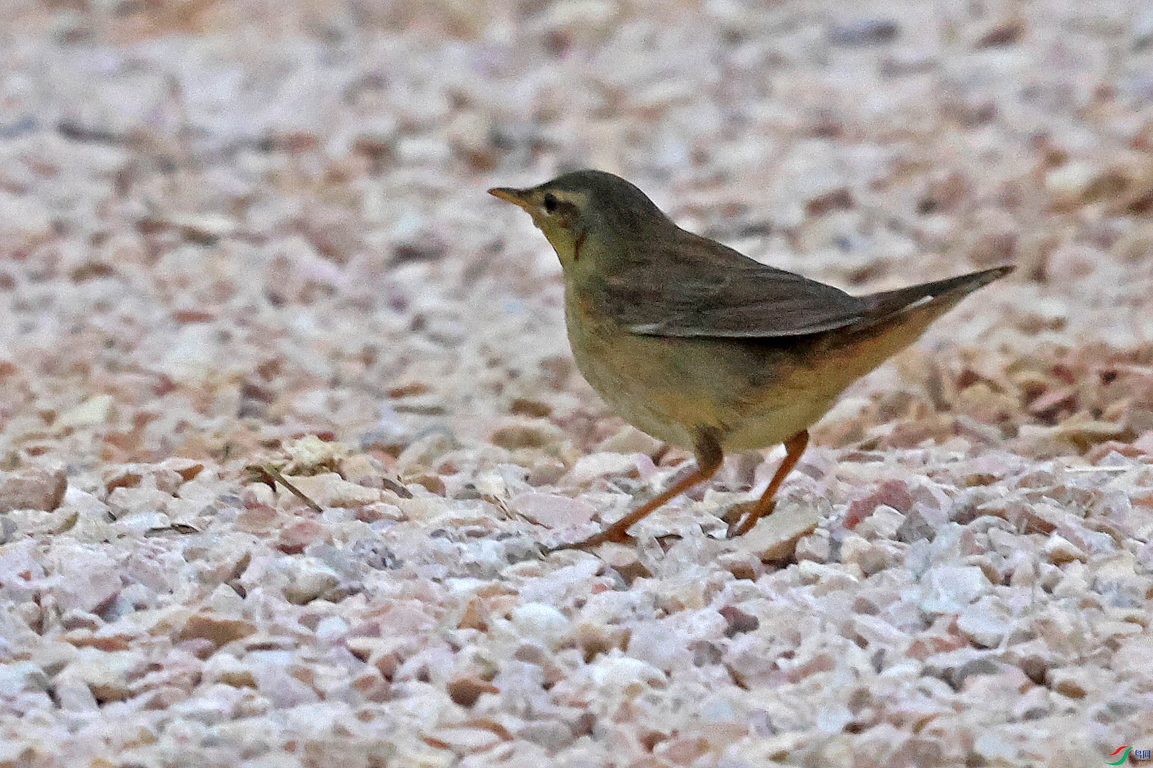 2G9A0026.JPG