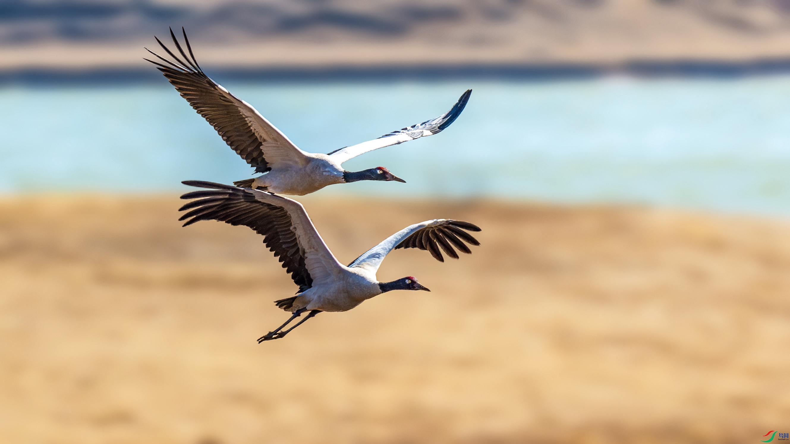 DSC_7484-����ǿ-NR.jpg
