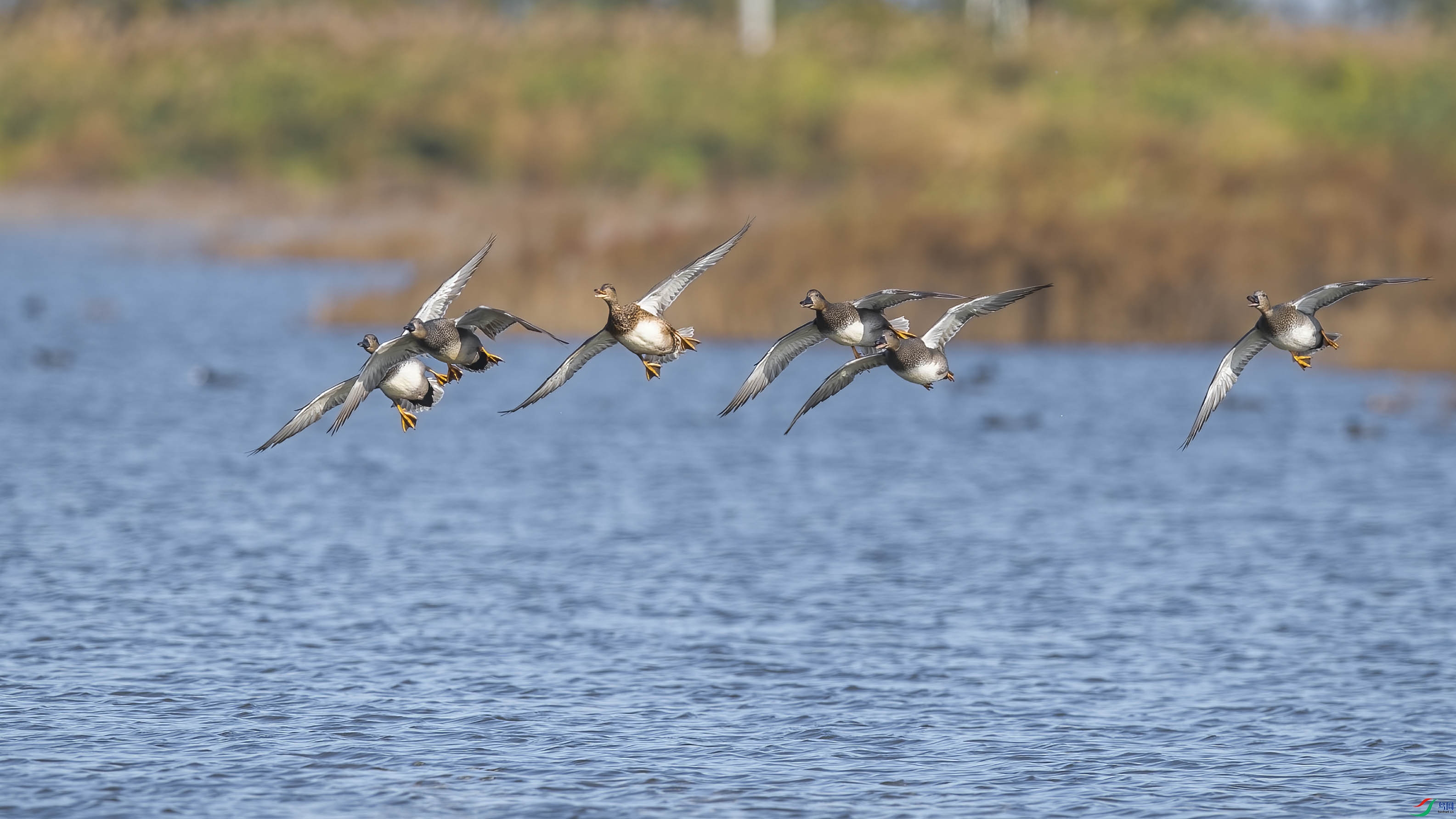 DSC_5441 ����.jpg