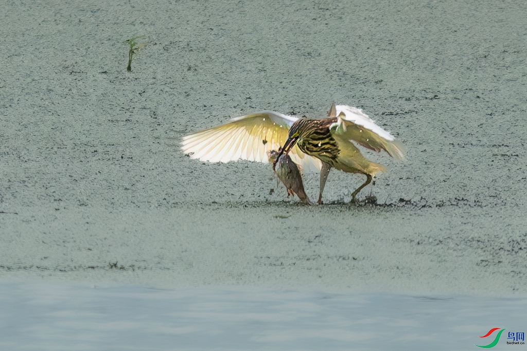_DSC9355.jpg