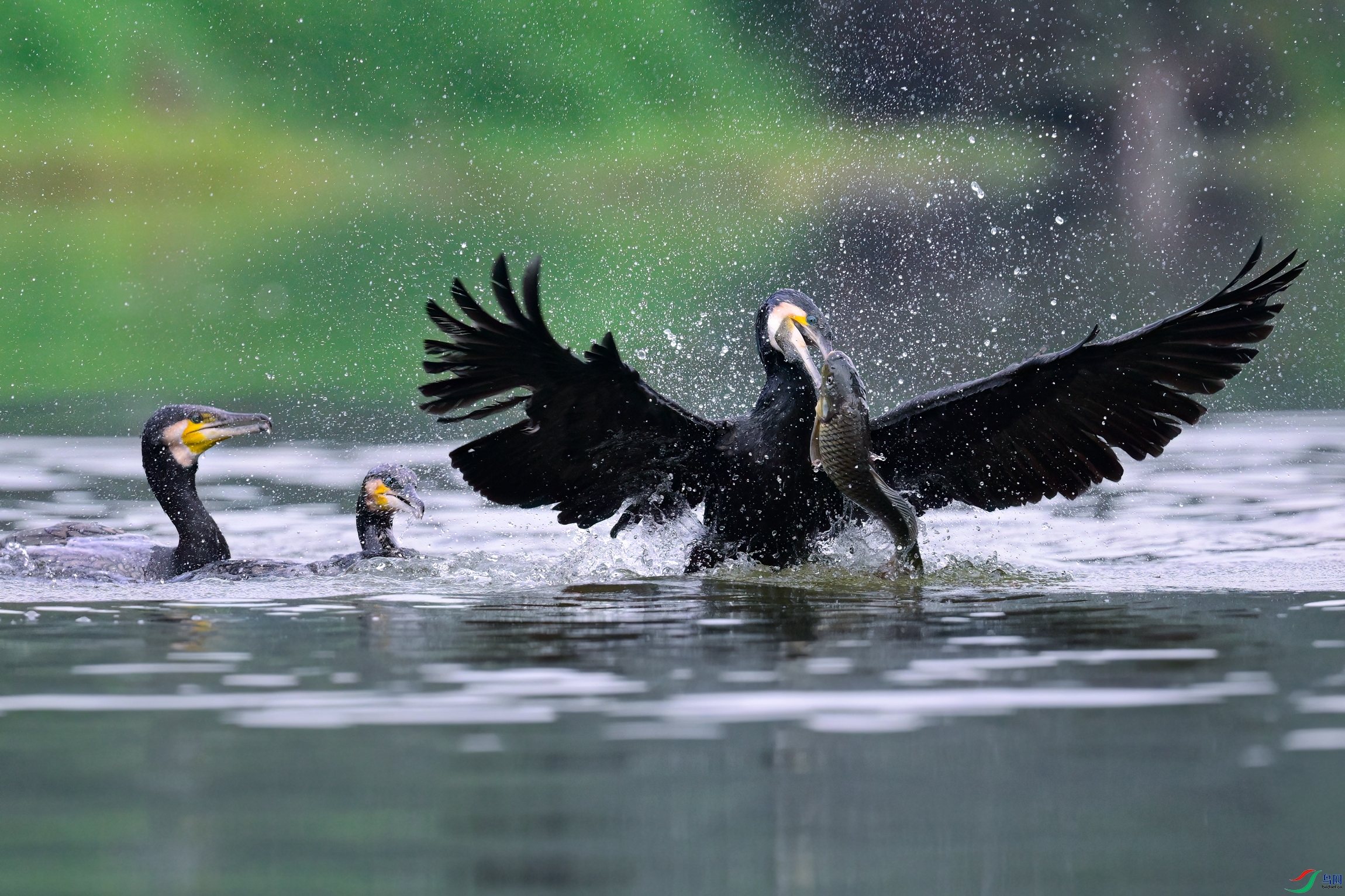 _DSC2643x.jpg