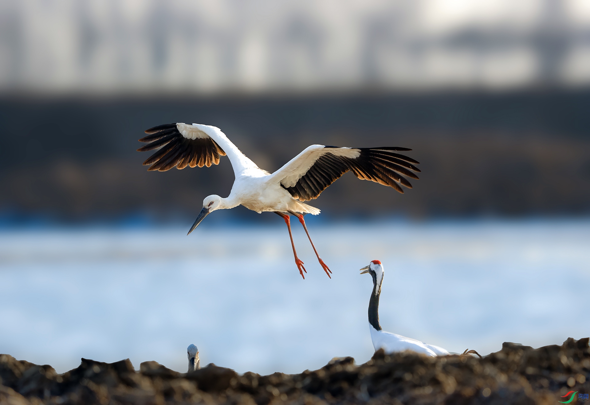 DSC00256 ����01.jpg