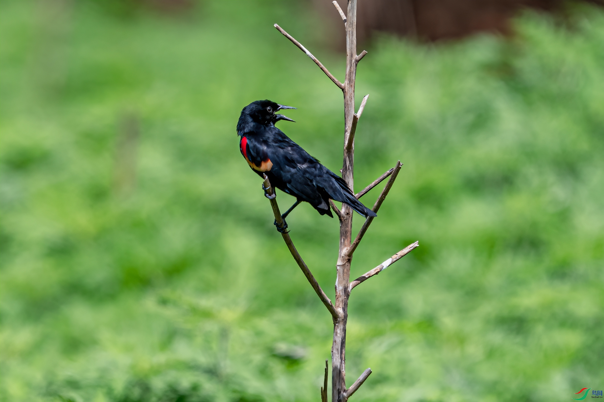 _DSC0097-11.jpg