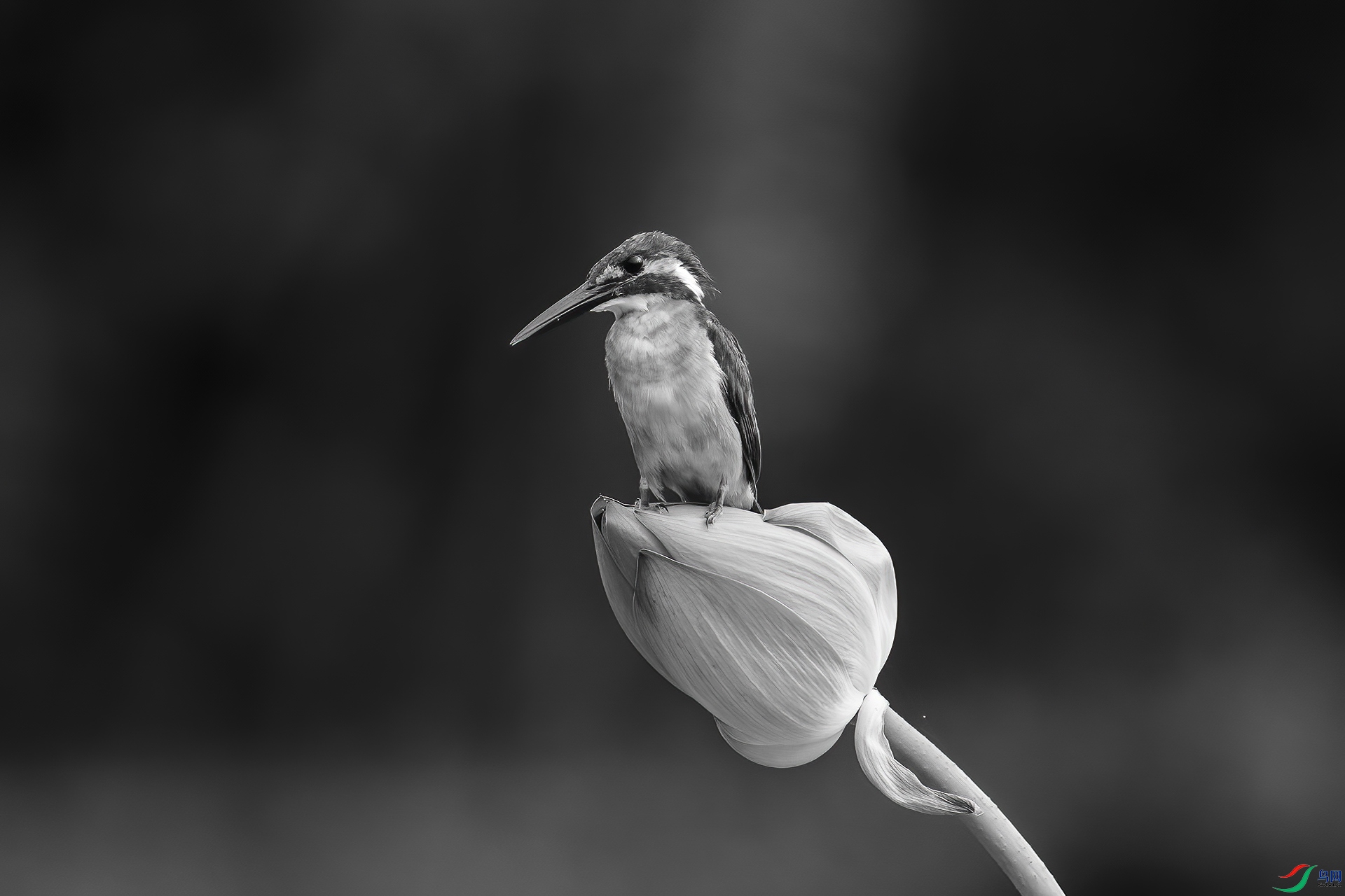 DSC06043 ����.jpg