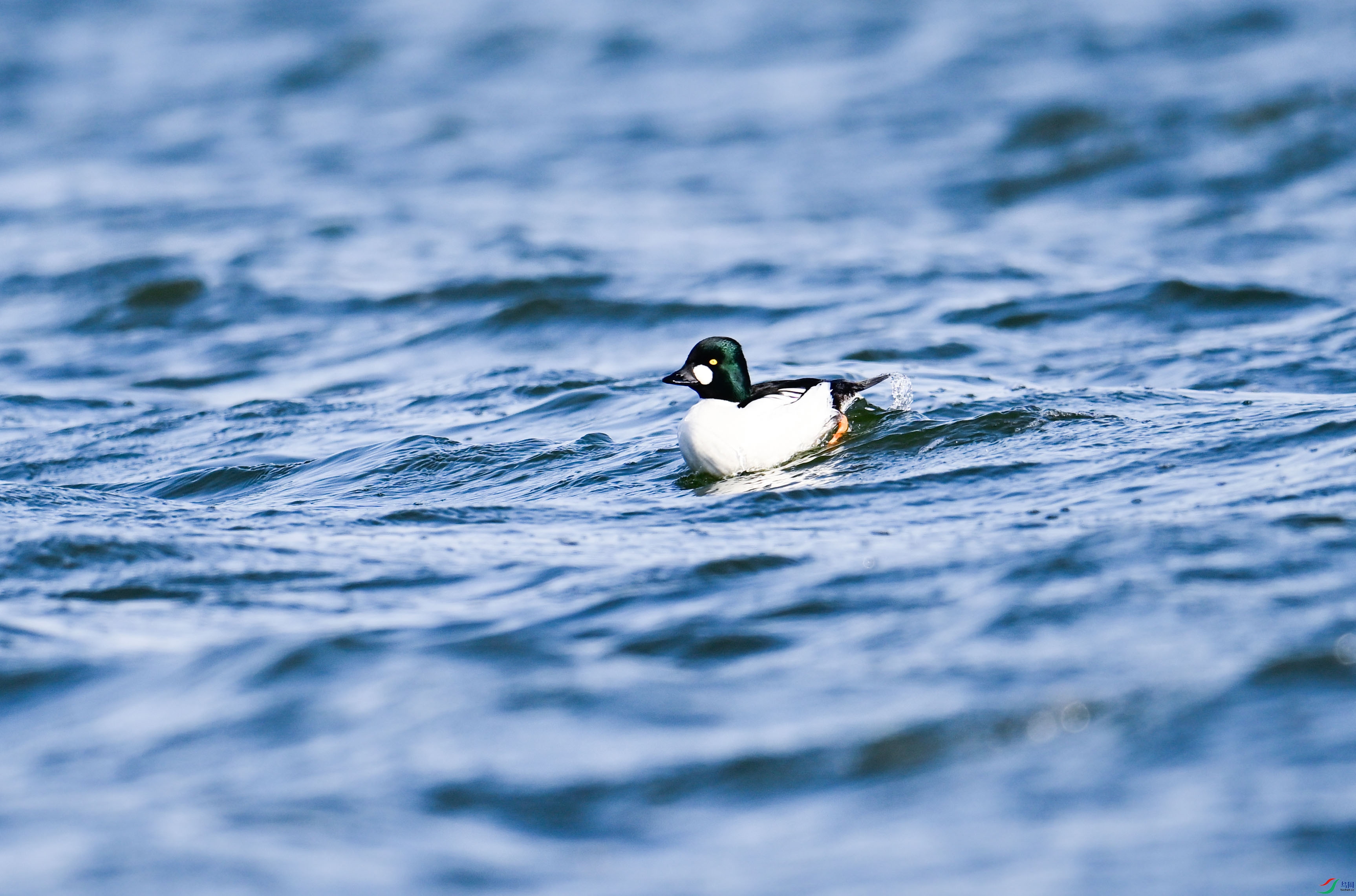 _DSC3518.jpg