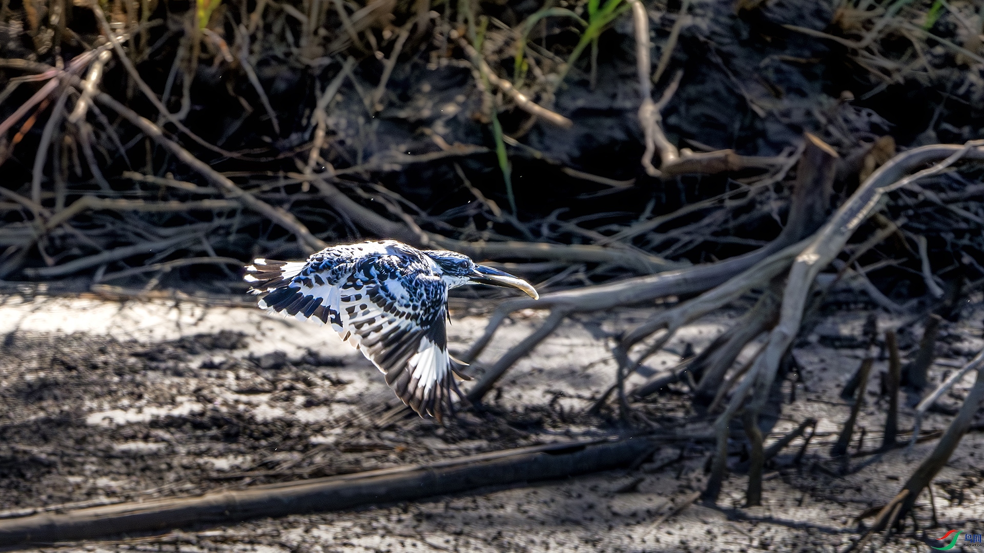 DSC_6430-����ǿ-NR ����.jpg