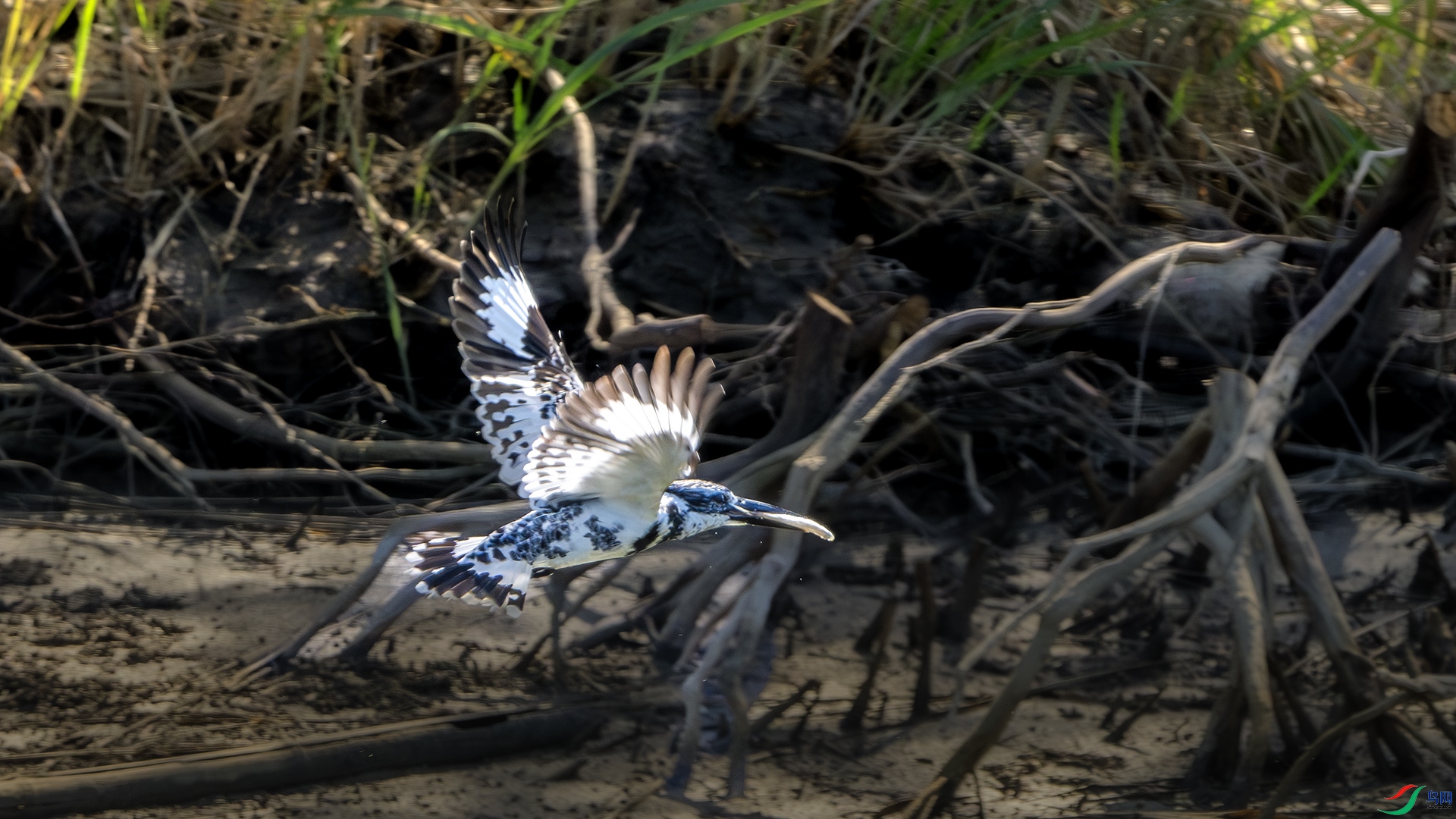 DSC_6431-����ǿ-NR ����.jpg