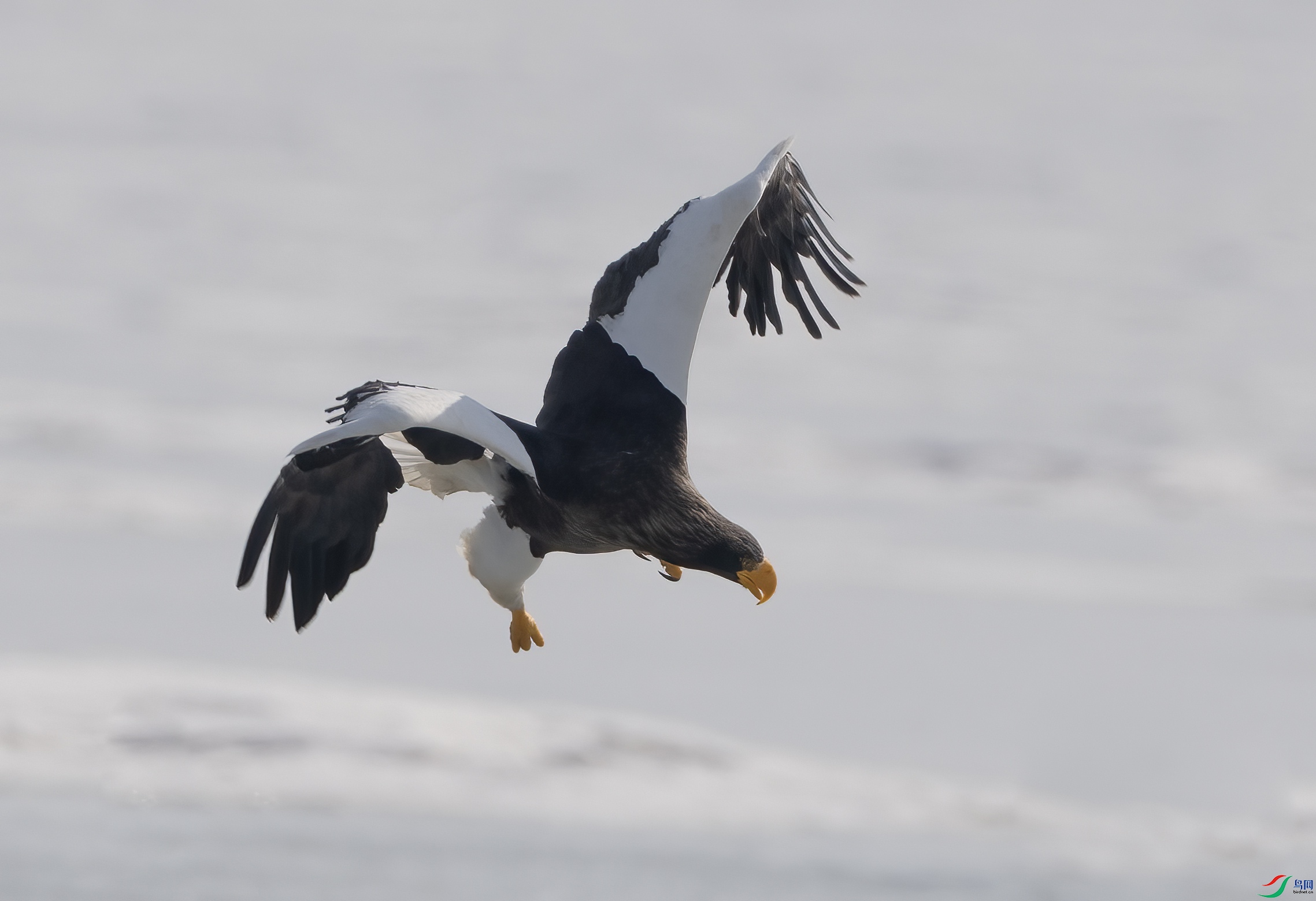 DSC09964 ����_����.jpg