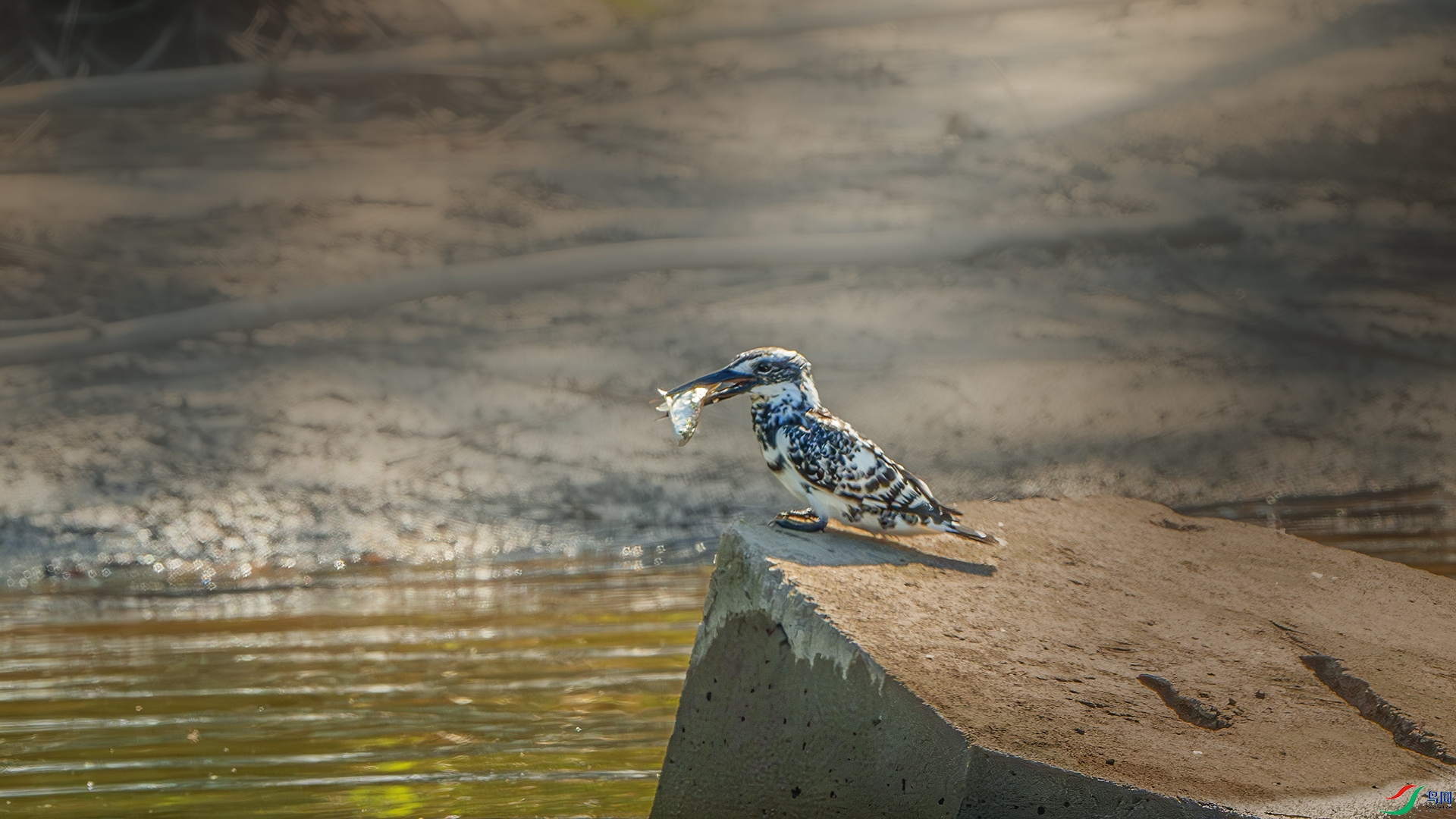 DSC_6675-����ǿ-NR-1 ����.jpg