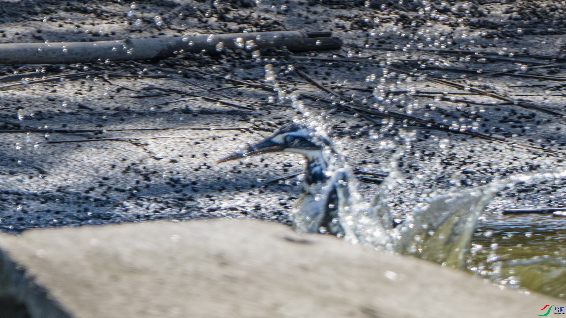 DSC_6729-����ǿ-NR ����.jpg