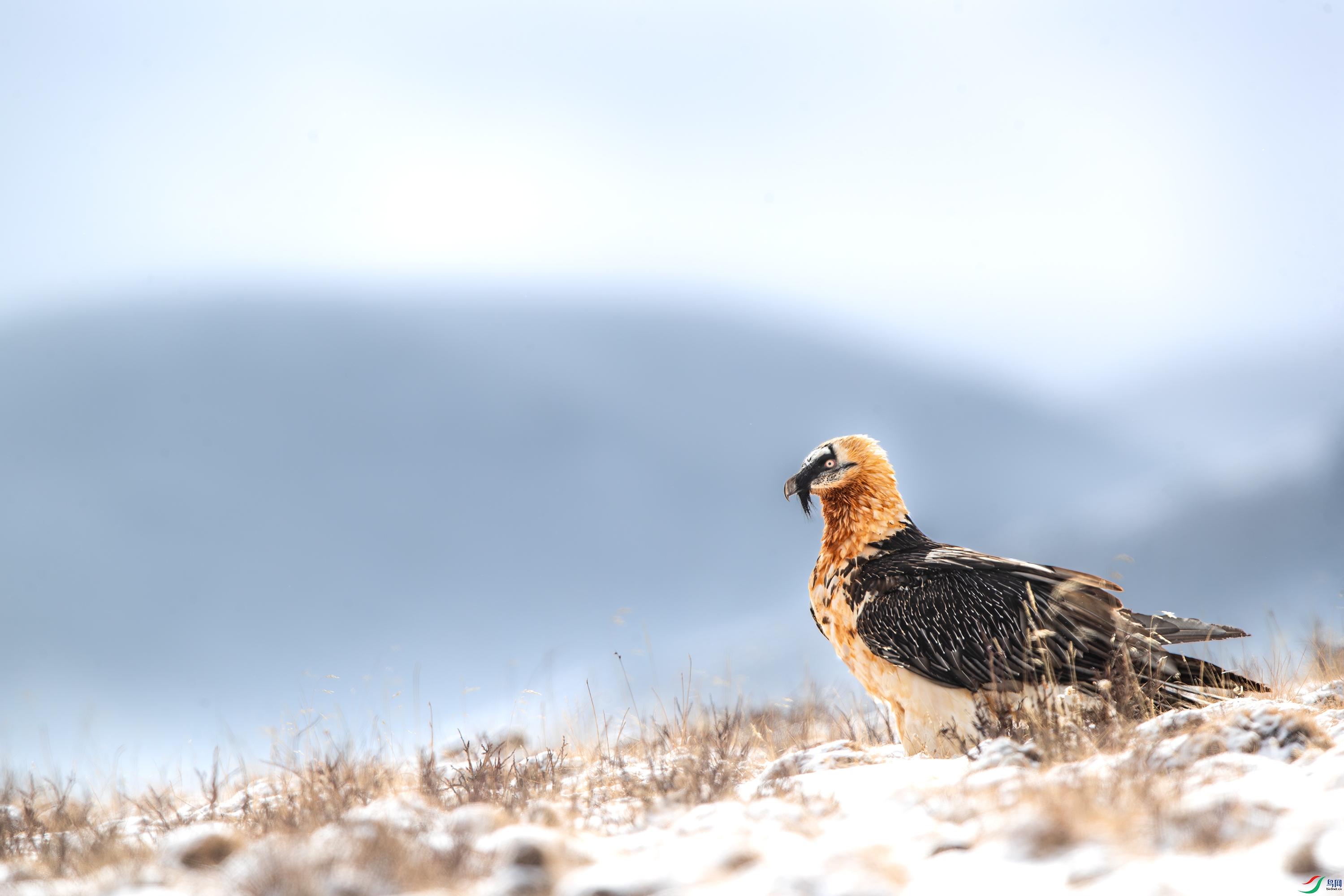 AY8I0993 ����.jpg