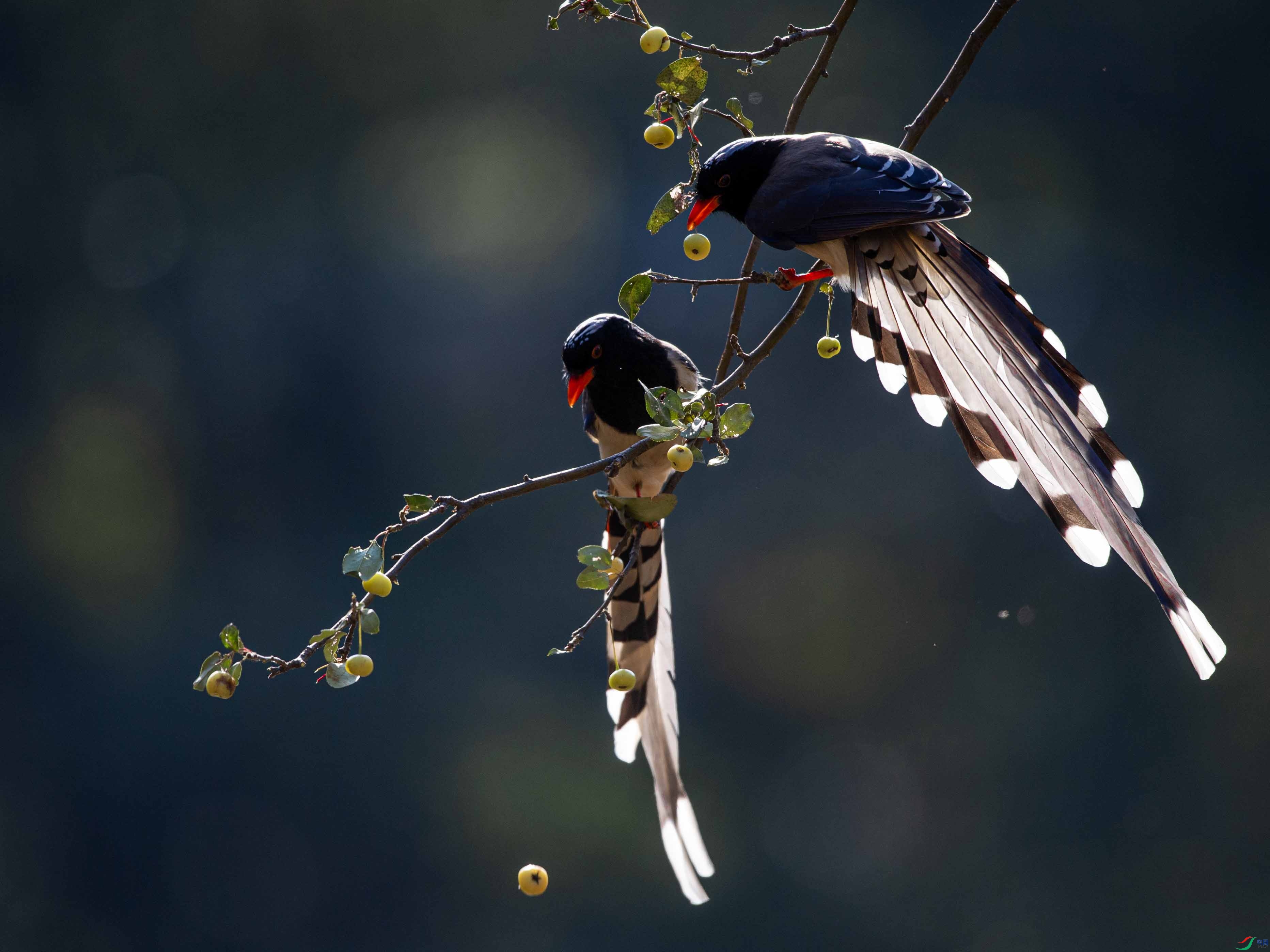 _DSC3677 ����.jpg