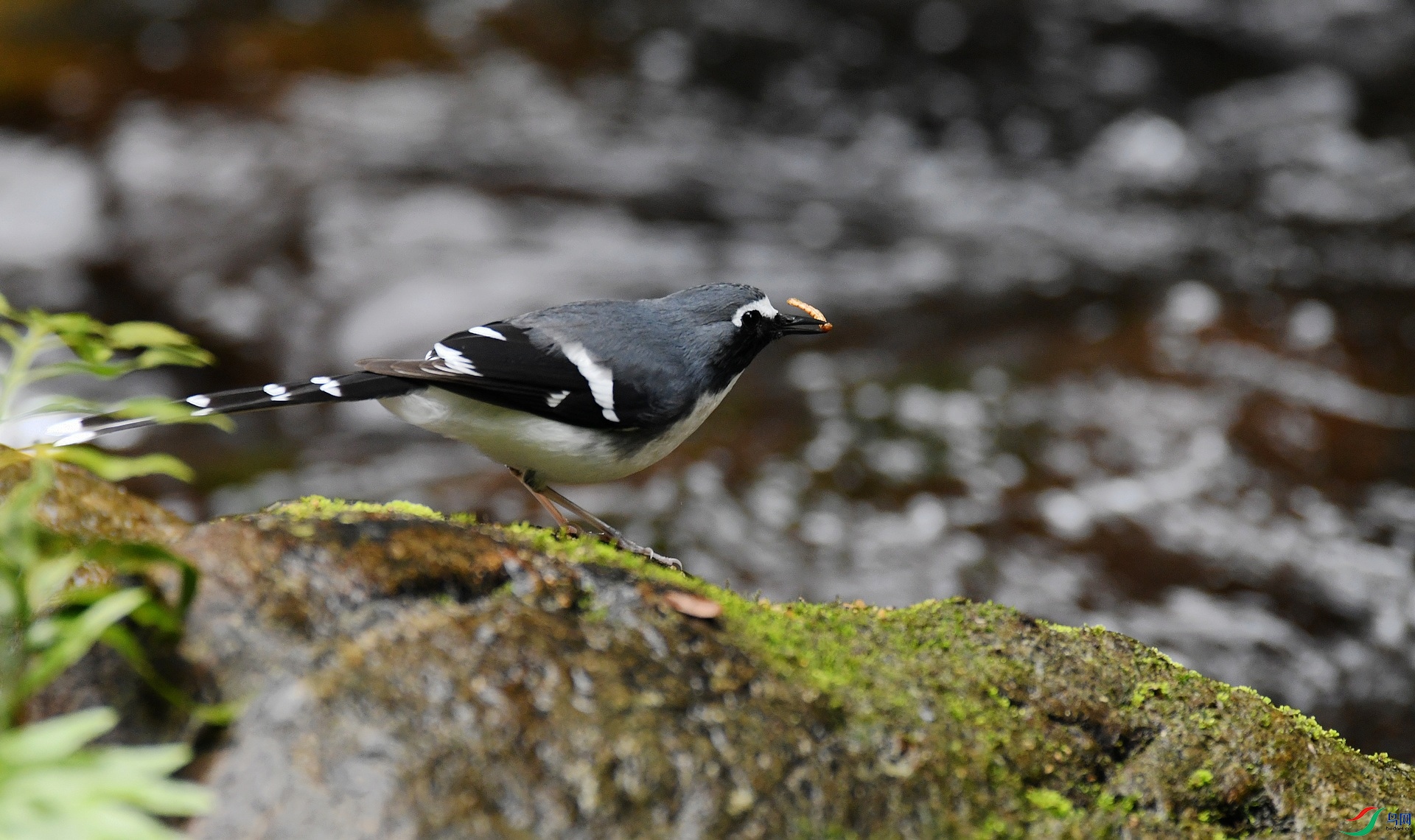 DSC_7703.jpg