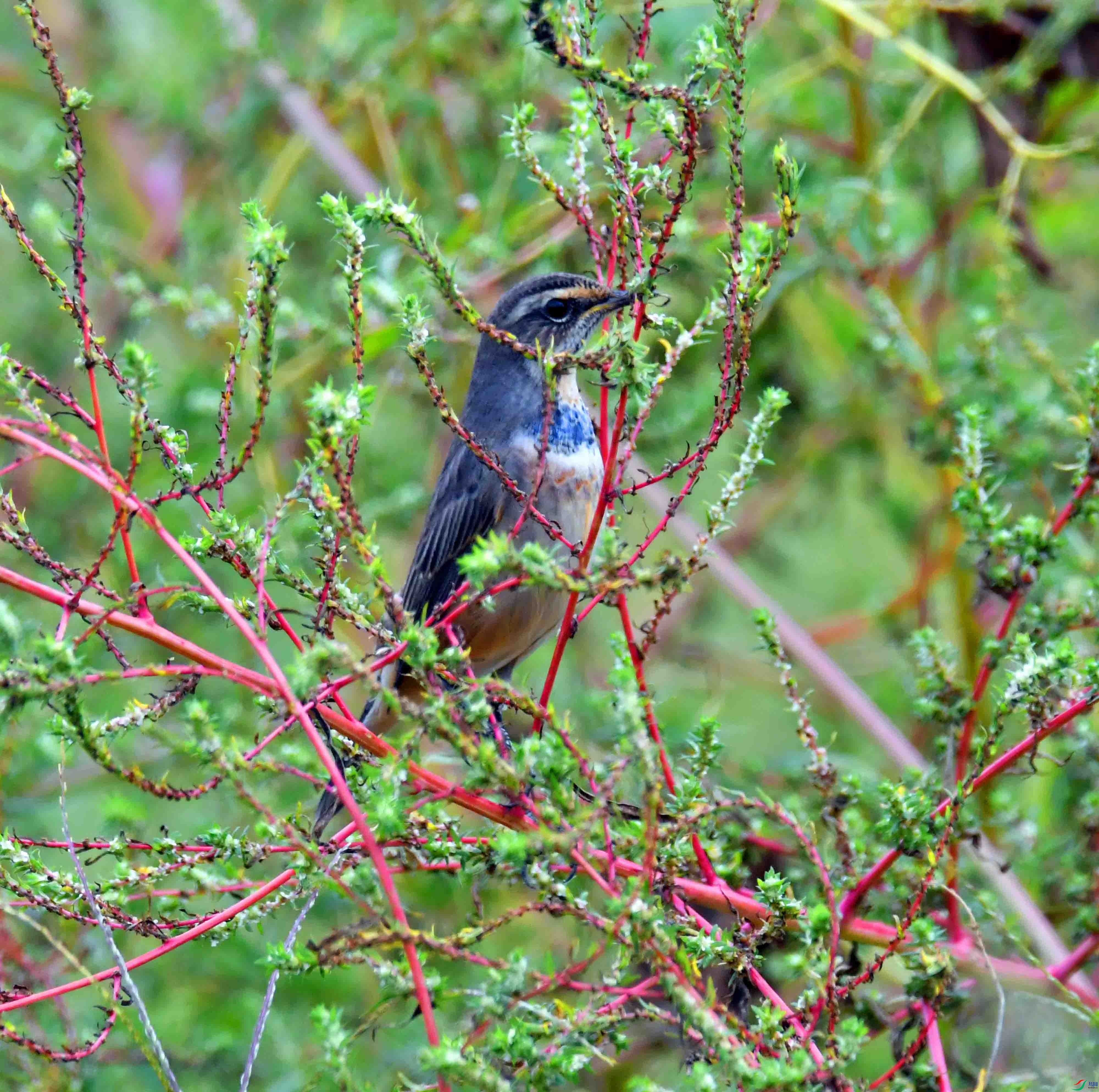 DSC_4182.JPG