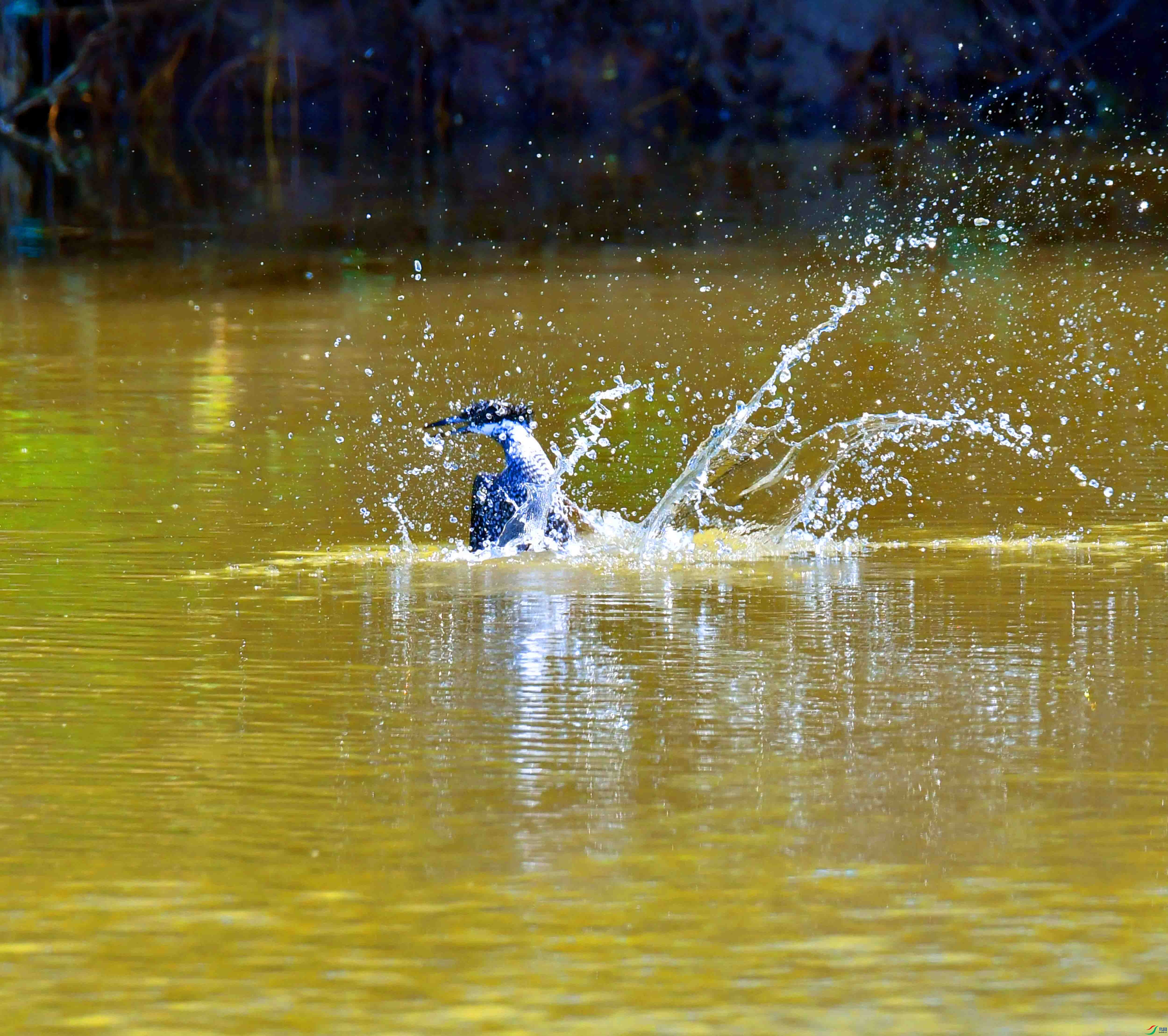 DSC_4089.JPG