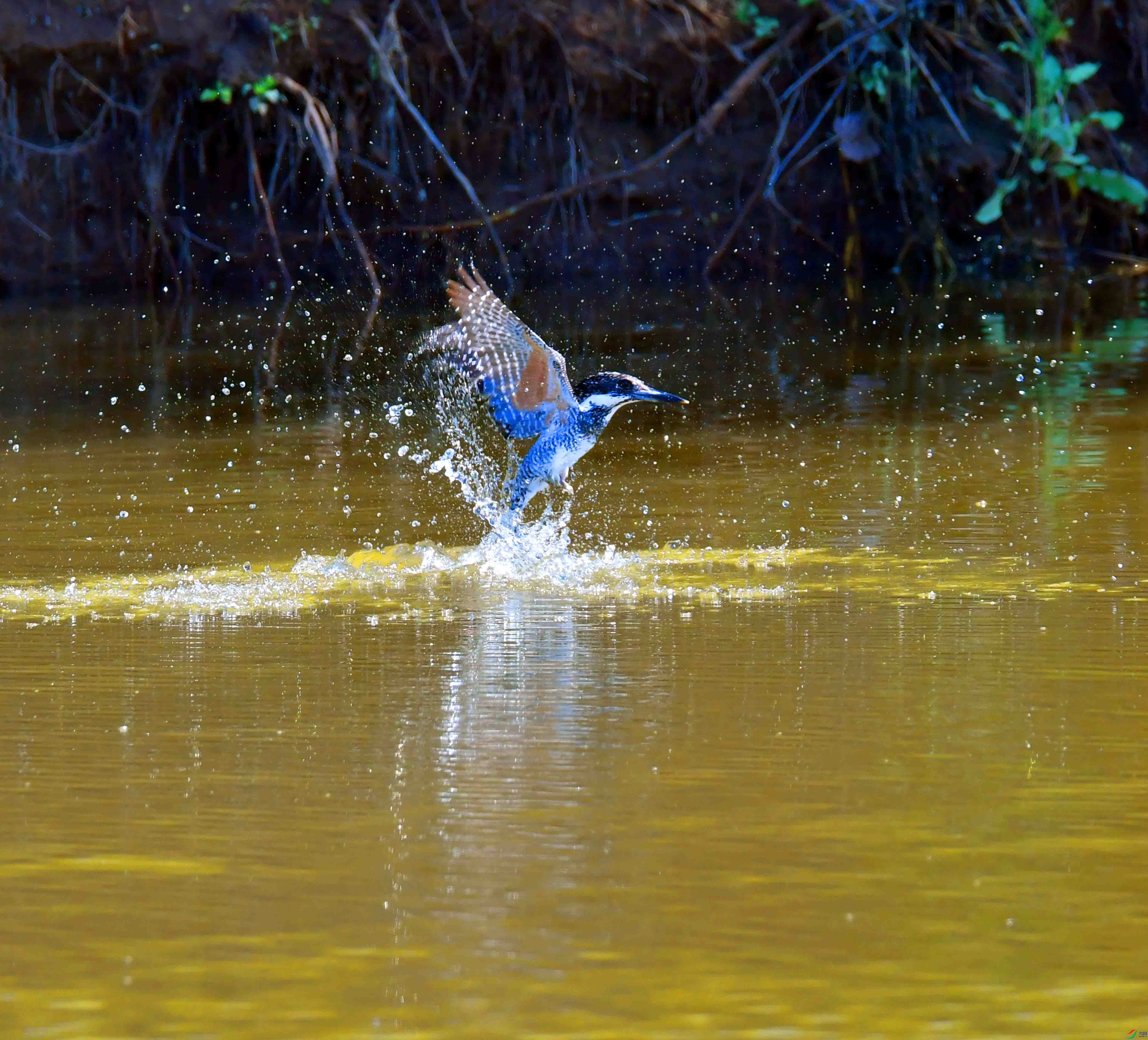 DSC_4082.JPG