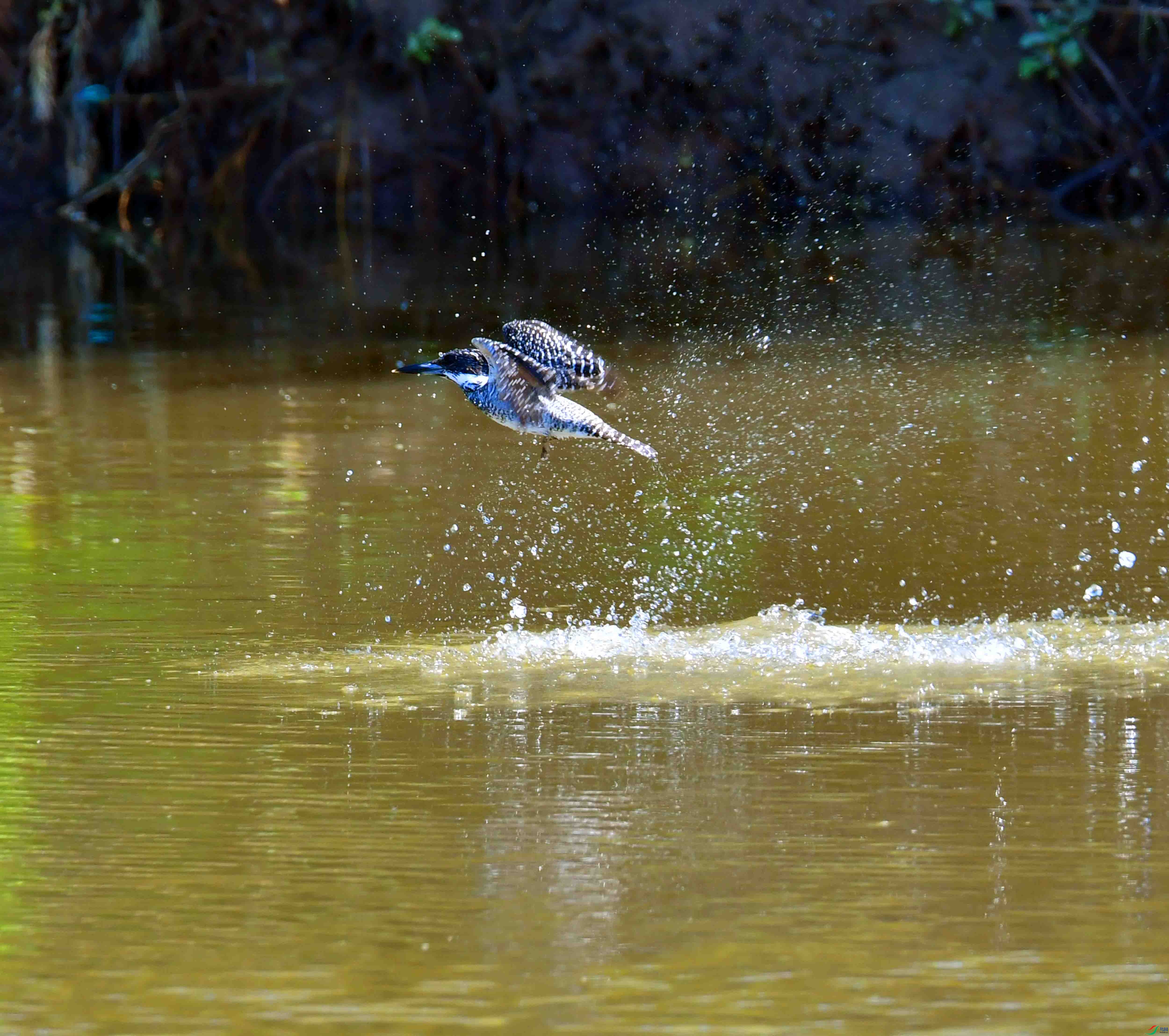 DSC_4090.JPG