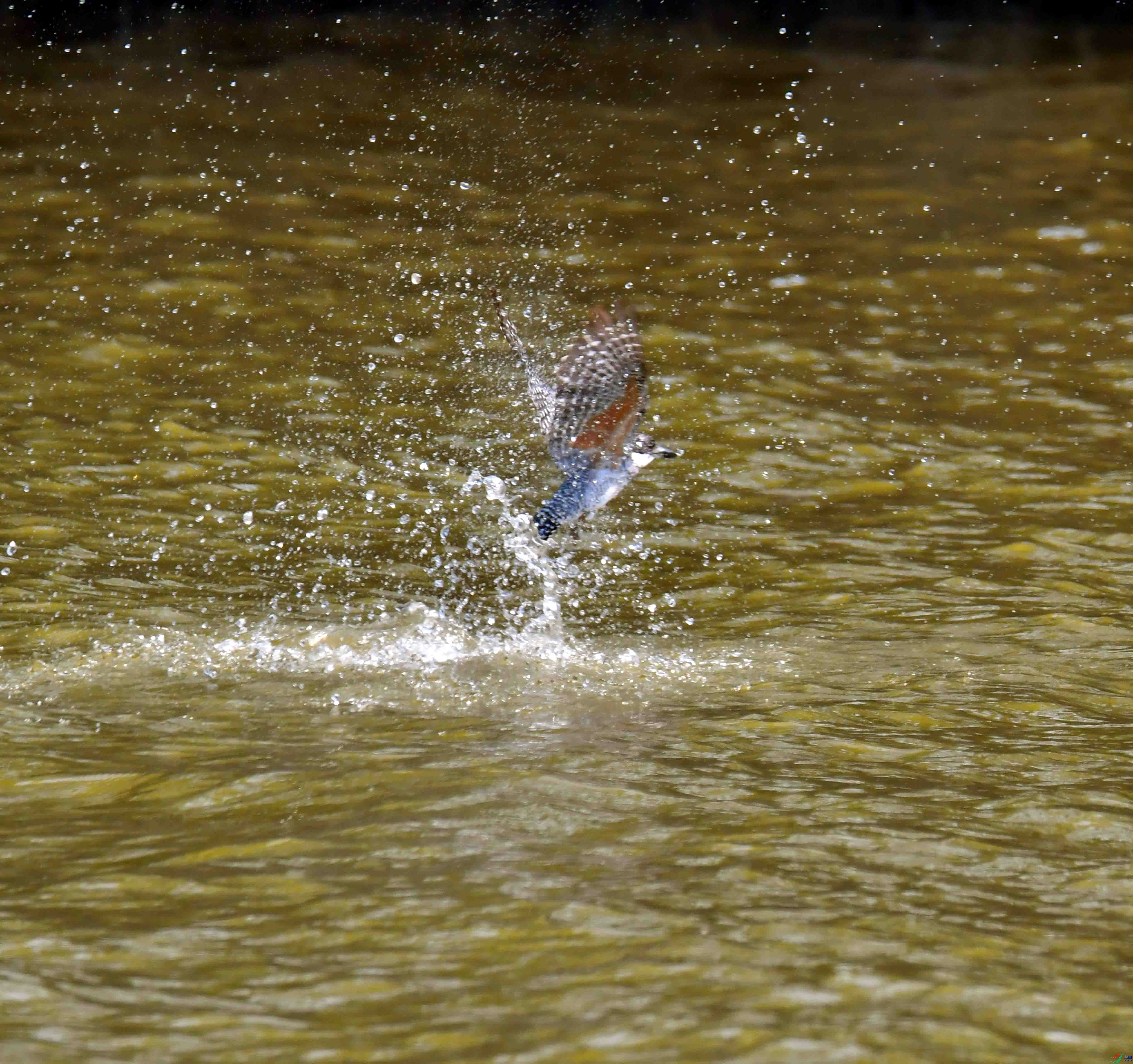 DSC_4483.JPG