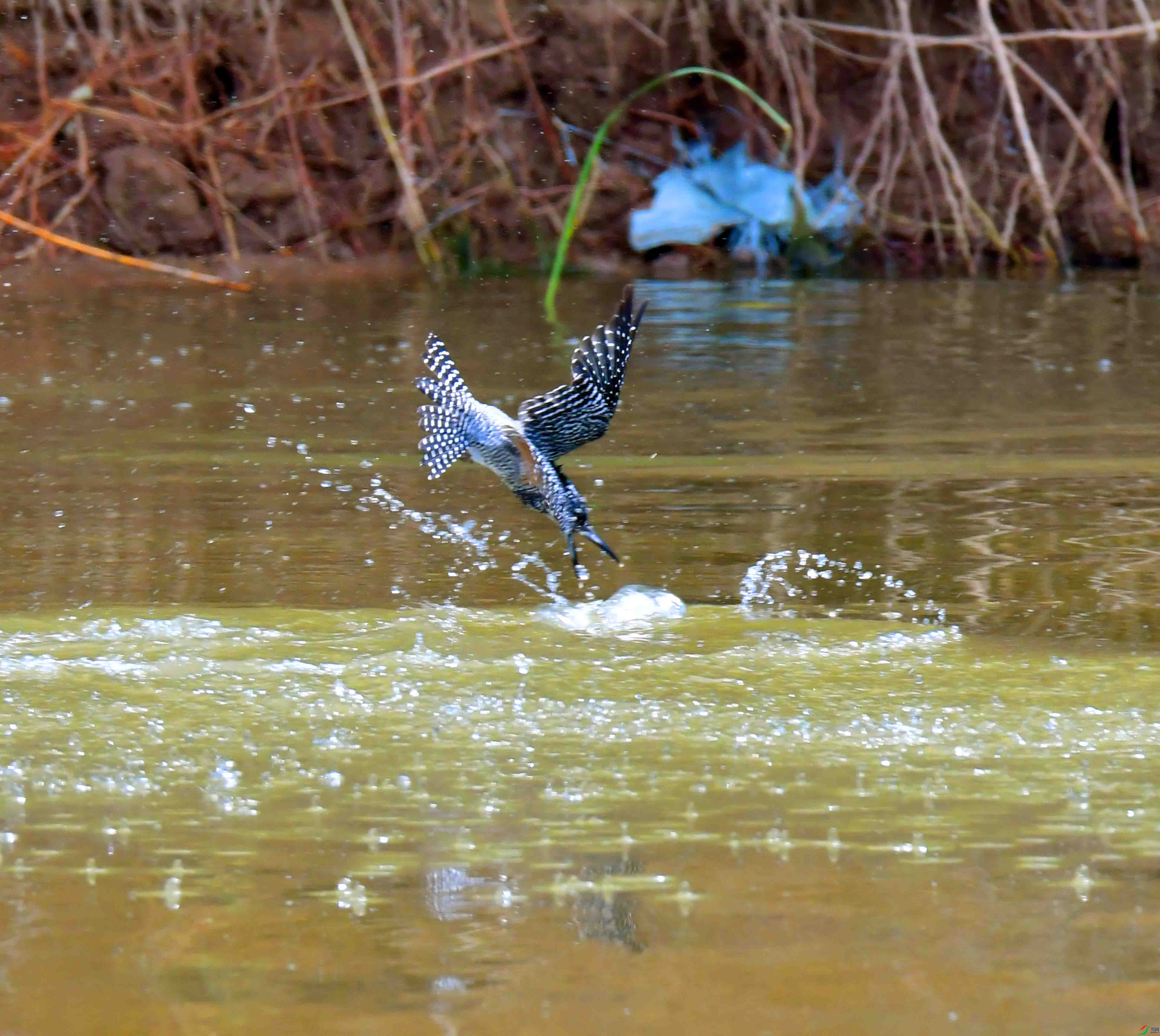 DSC_5047.JPG