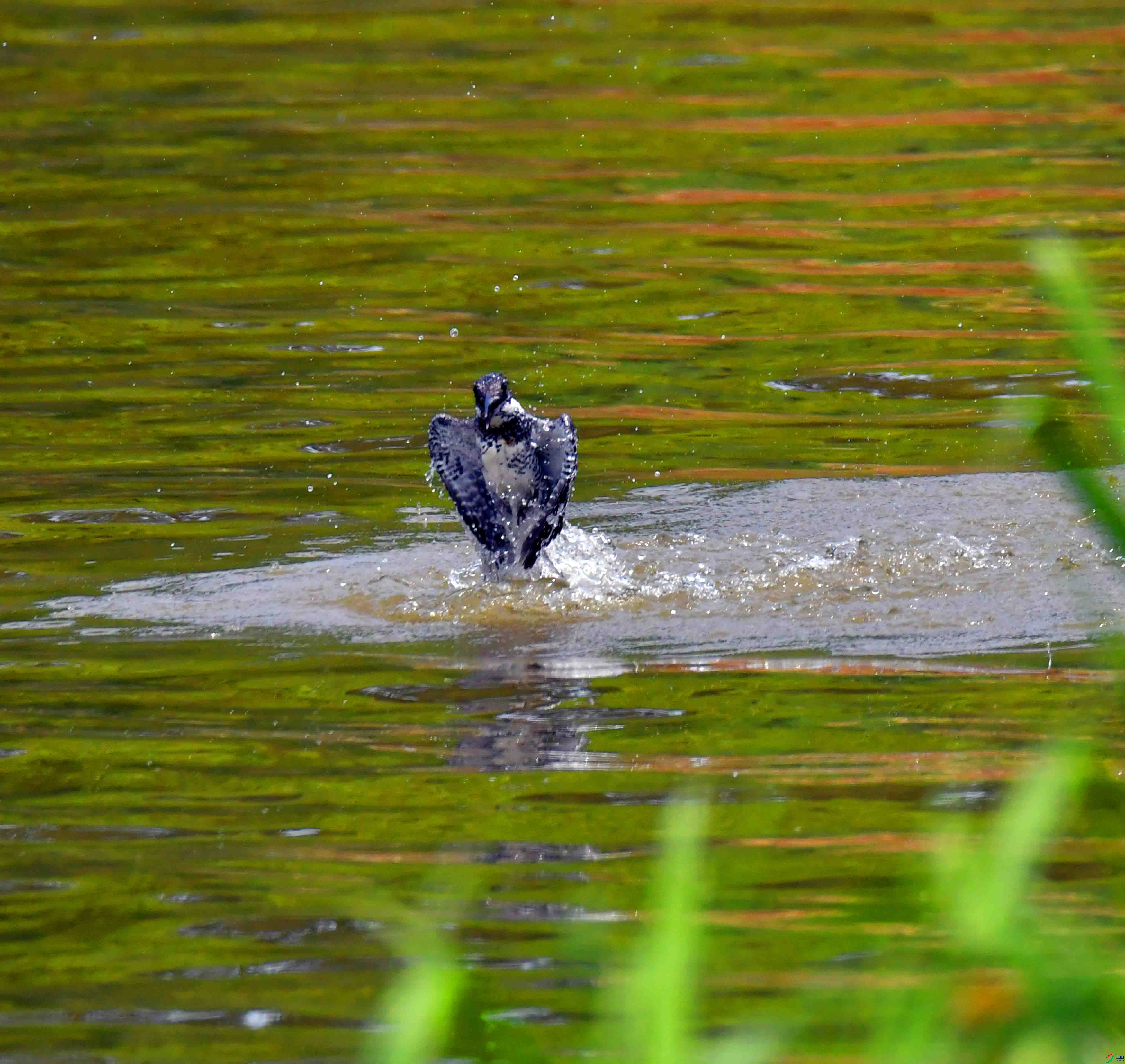 DSC_5181.JPG