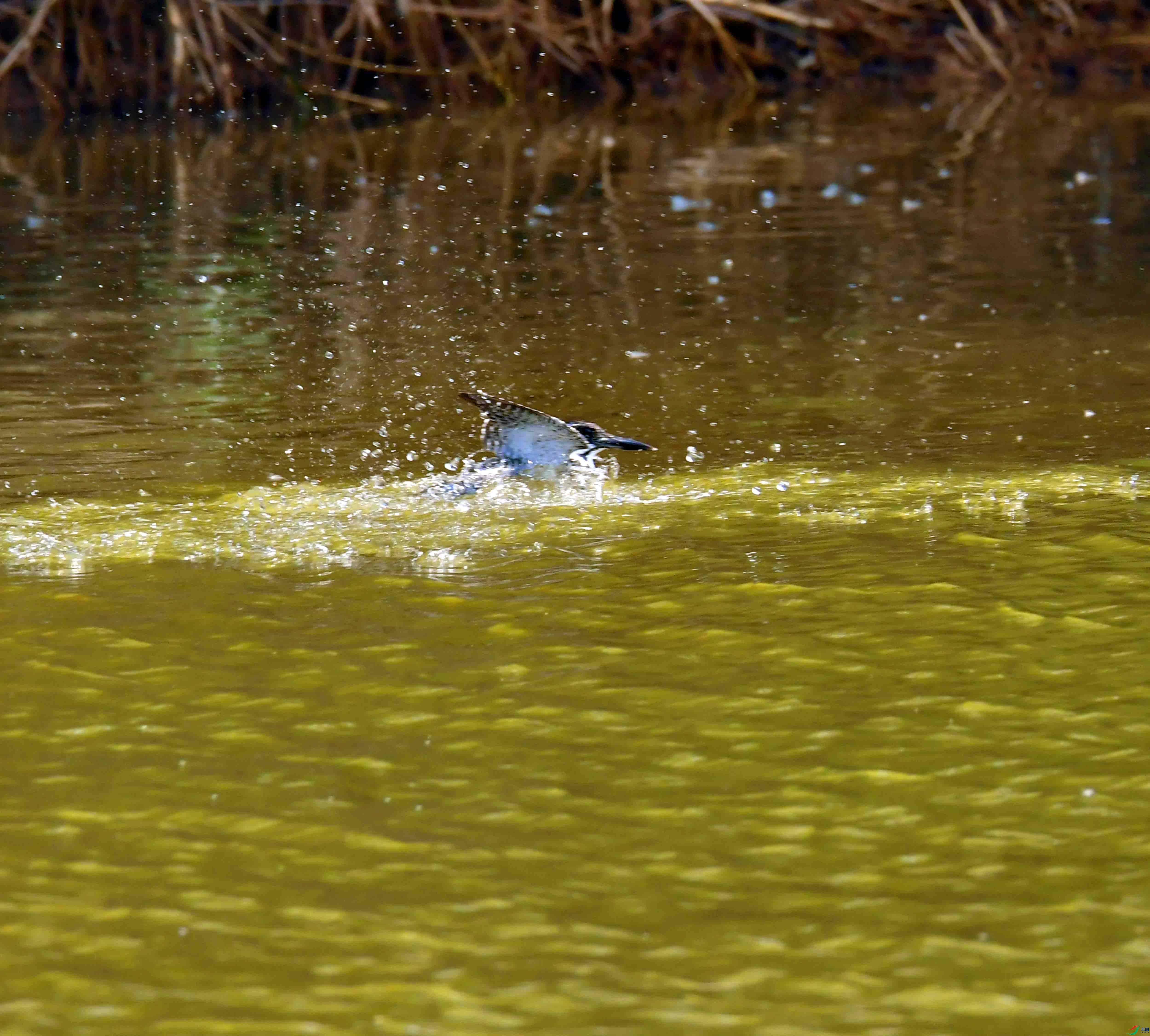 DSC_6495.JPG