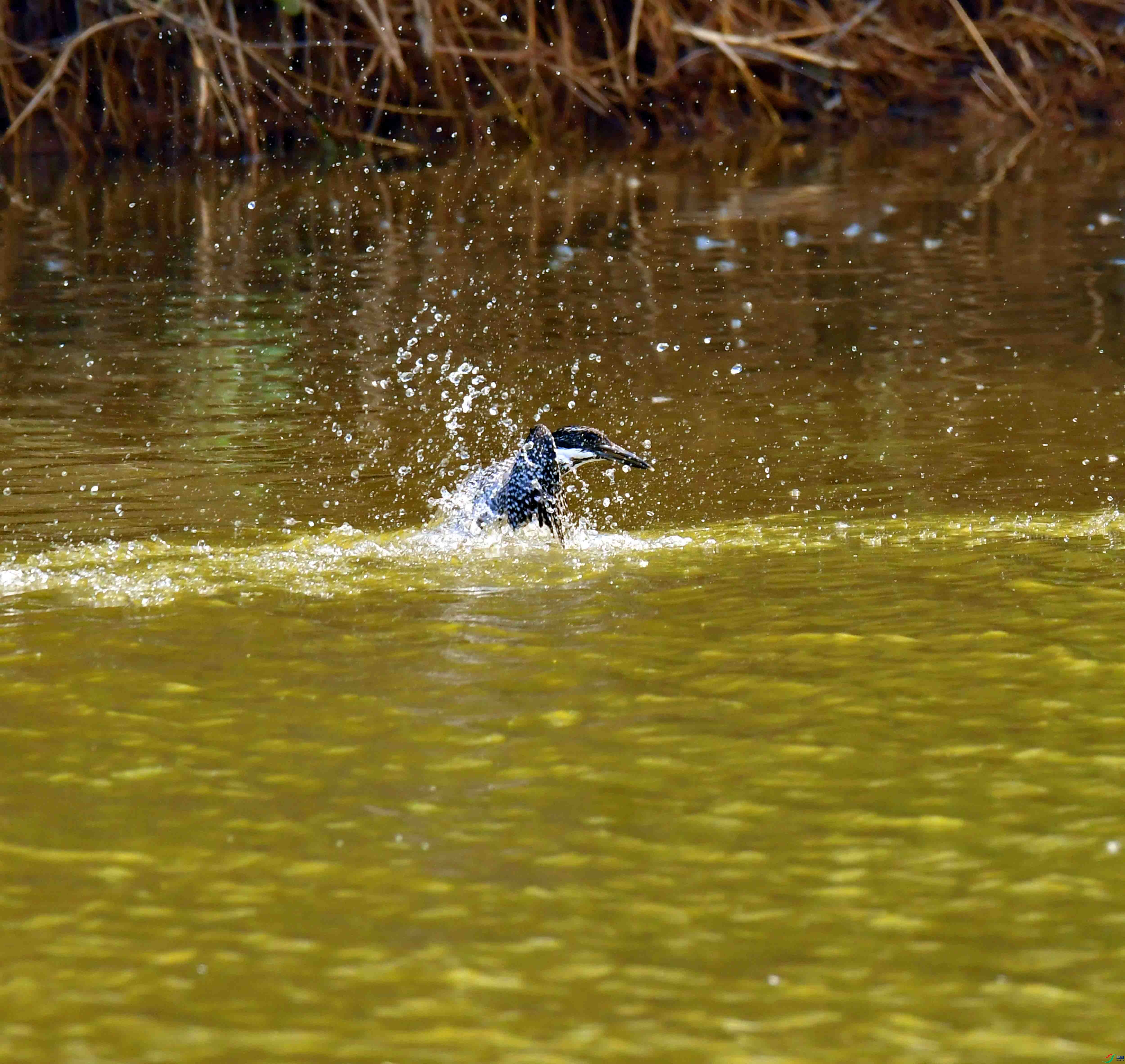 DSC_6494.JPG
