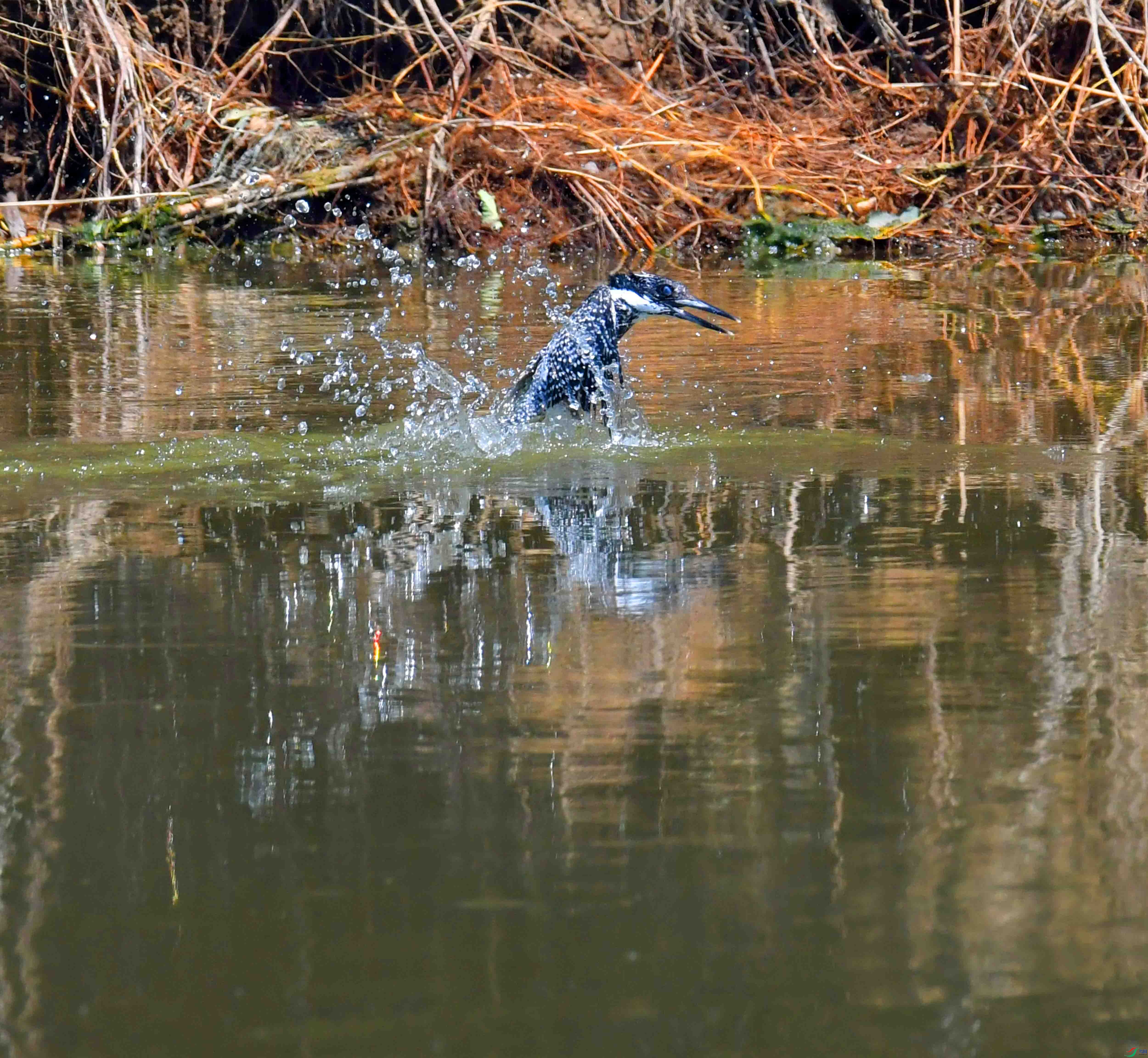 DSC_6036.JPG