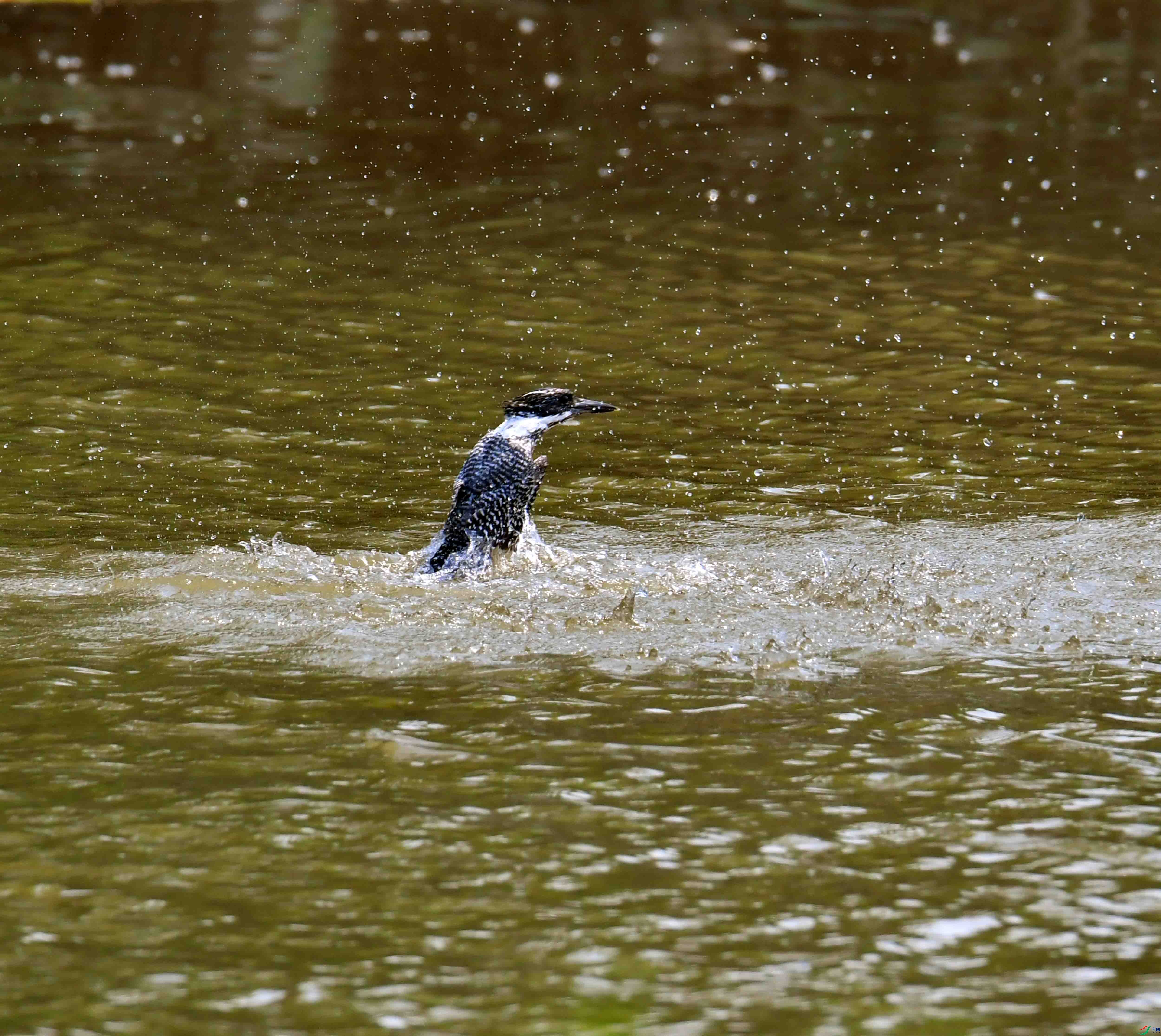 DSC_6522.JPG