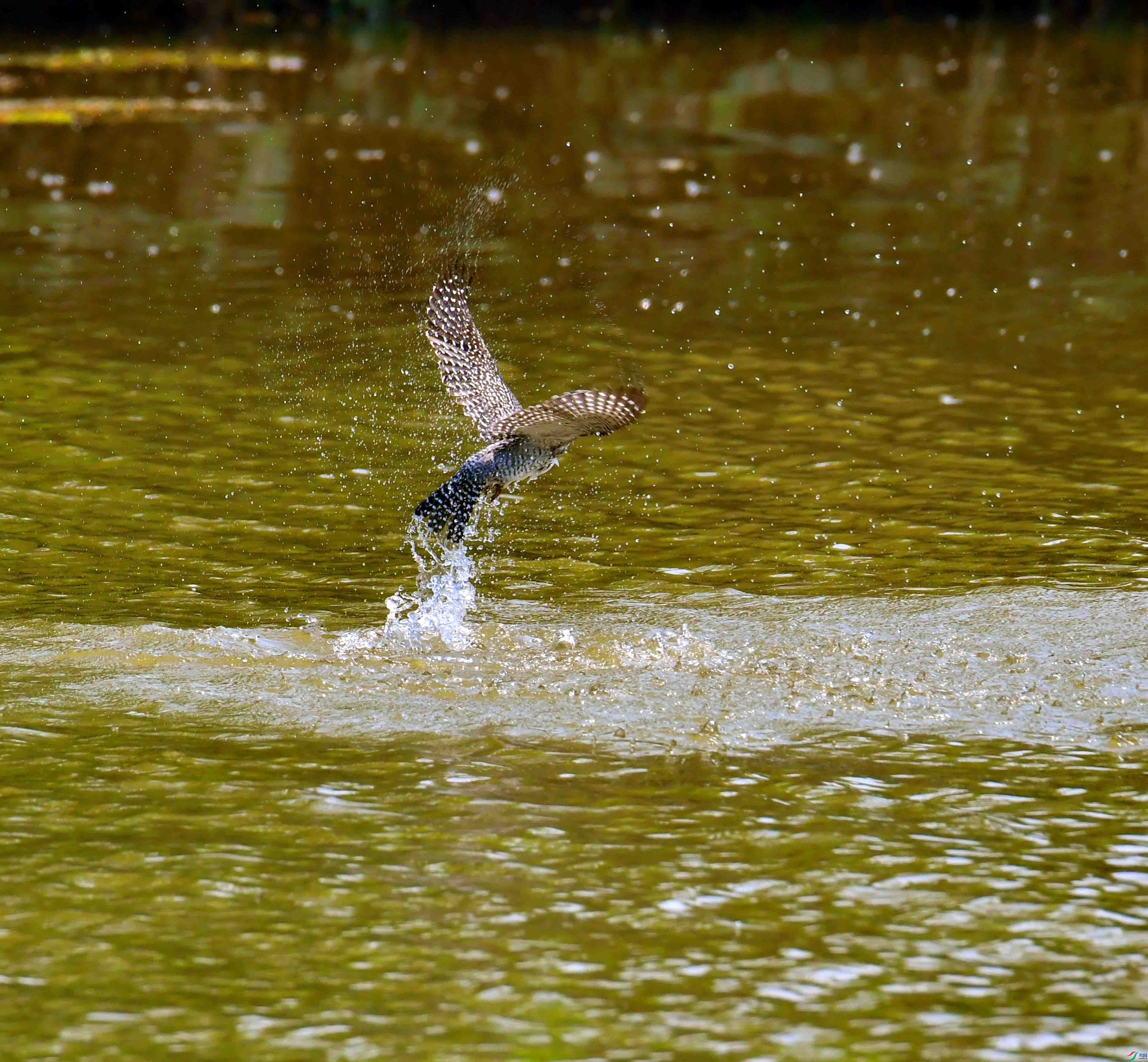 DSC_6523.JPG