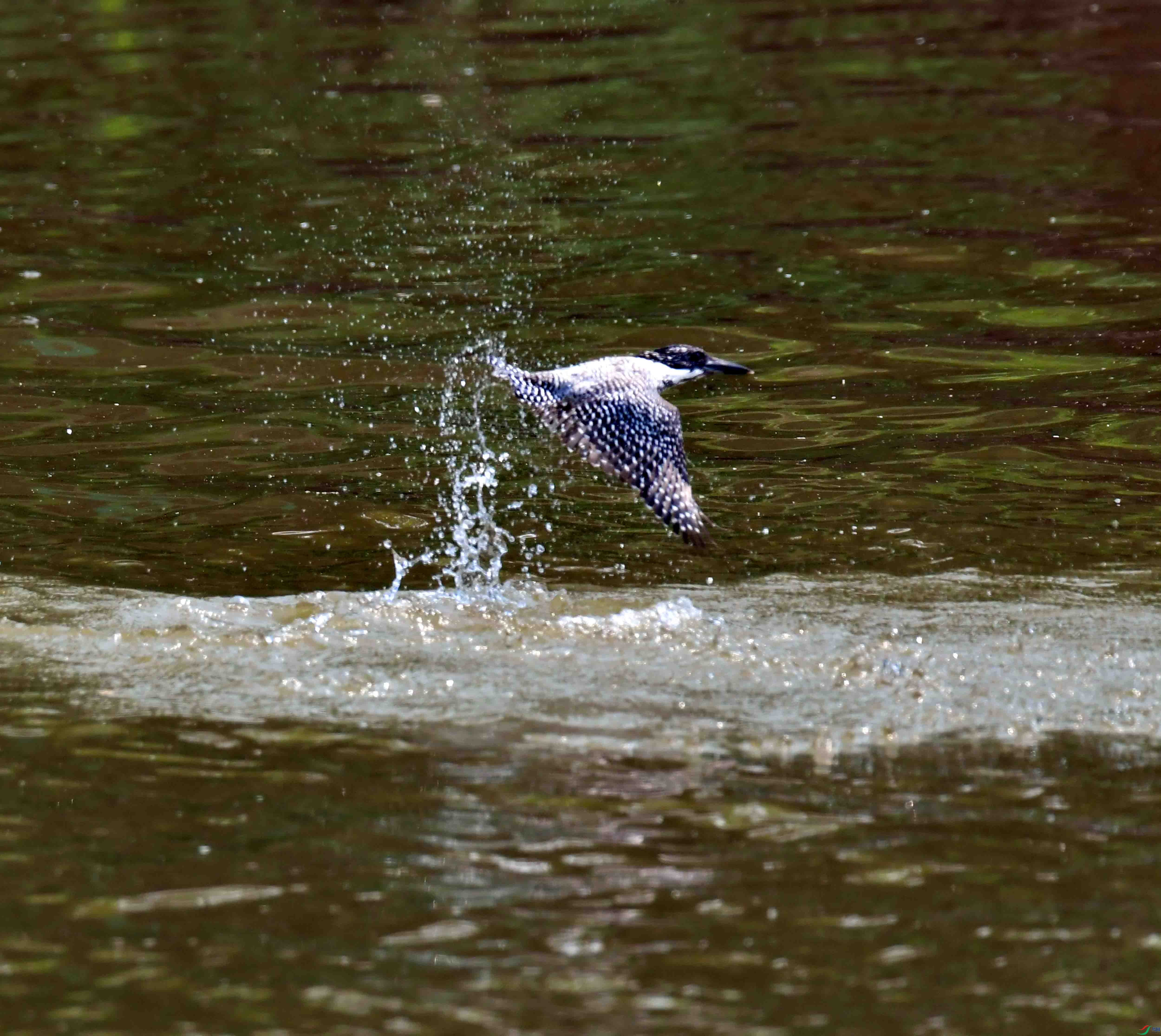 DSC_6593.JPG