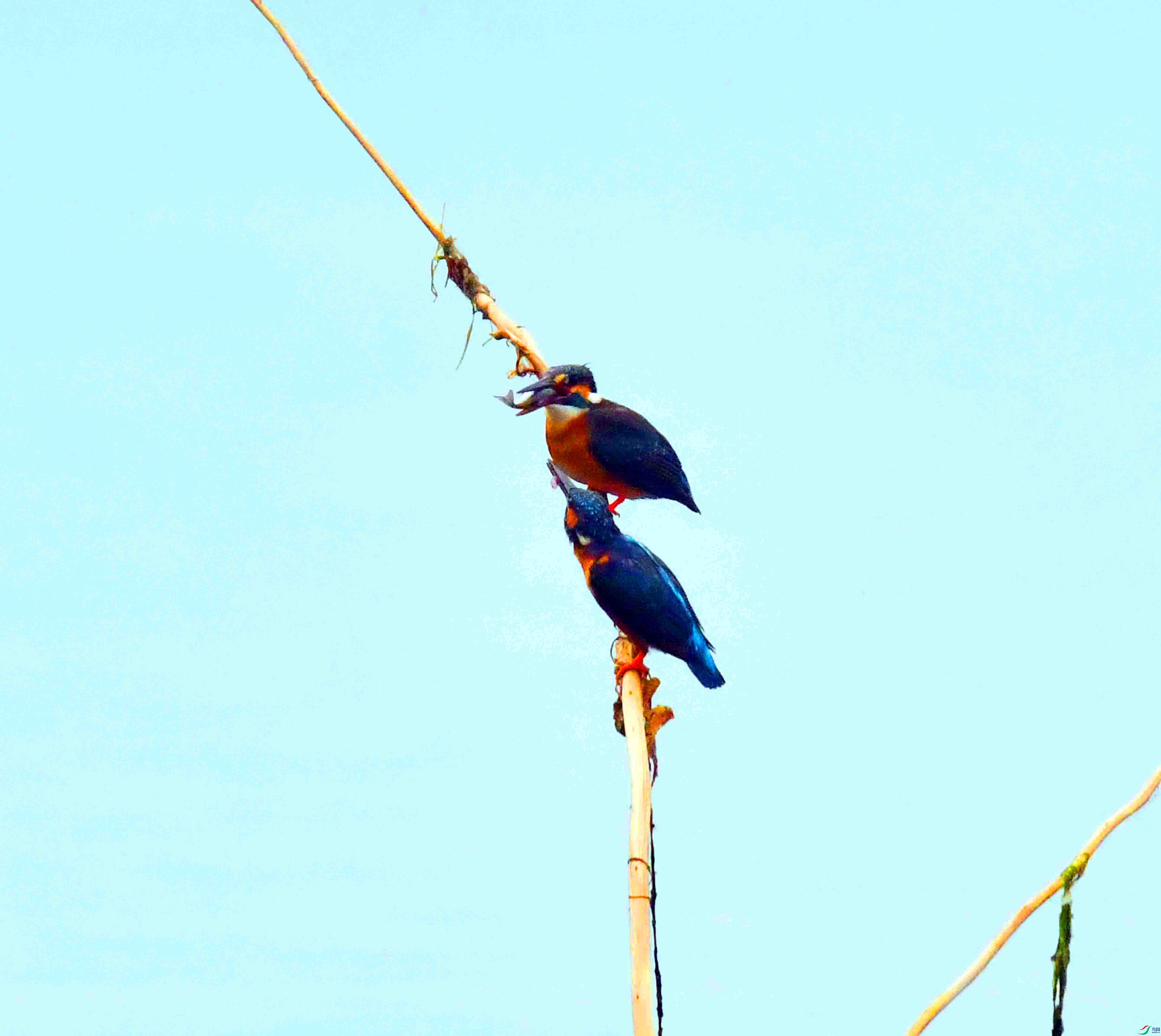 DSC_0332.JPG