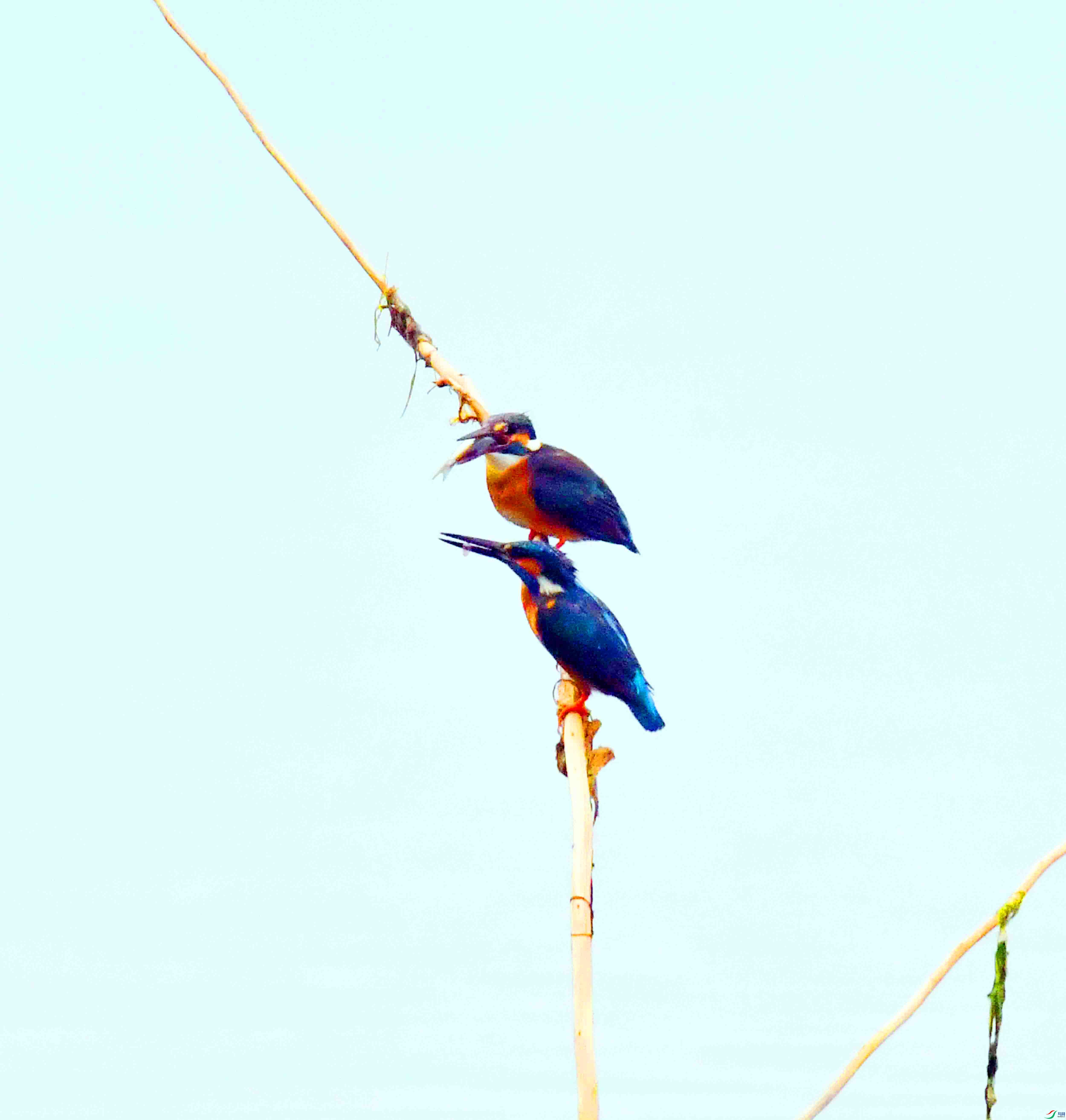 DSC_0333.JPG