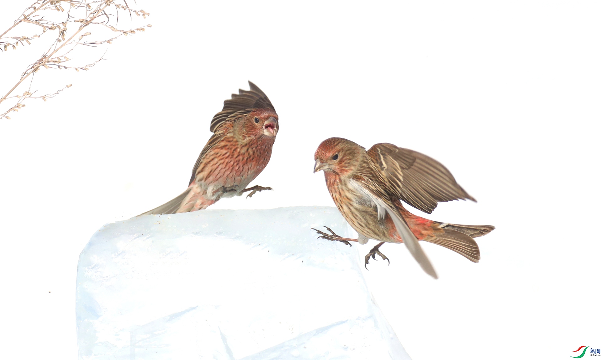 9G8A5426 ����.jpg