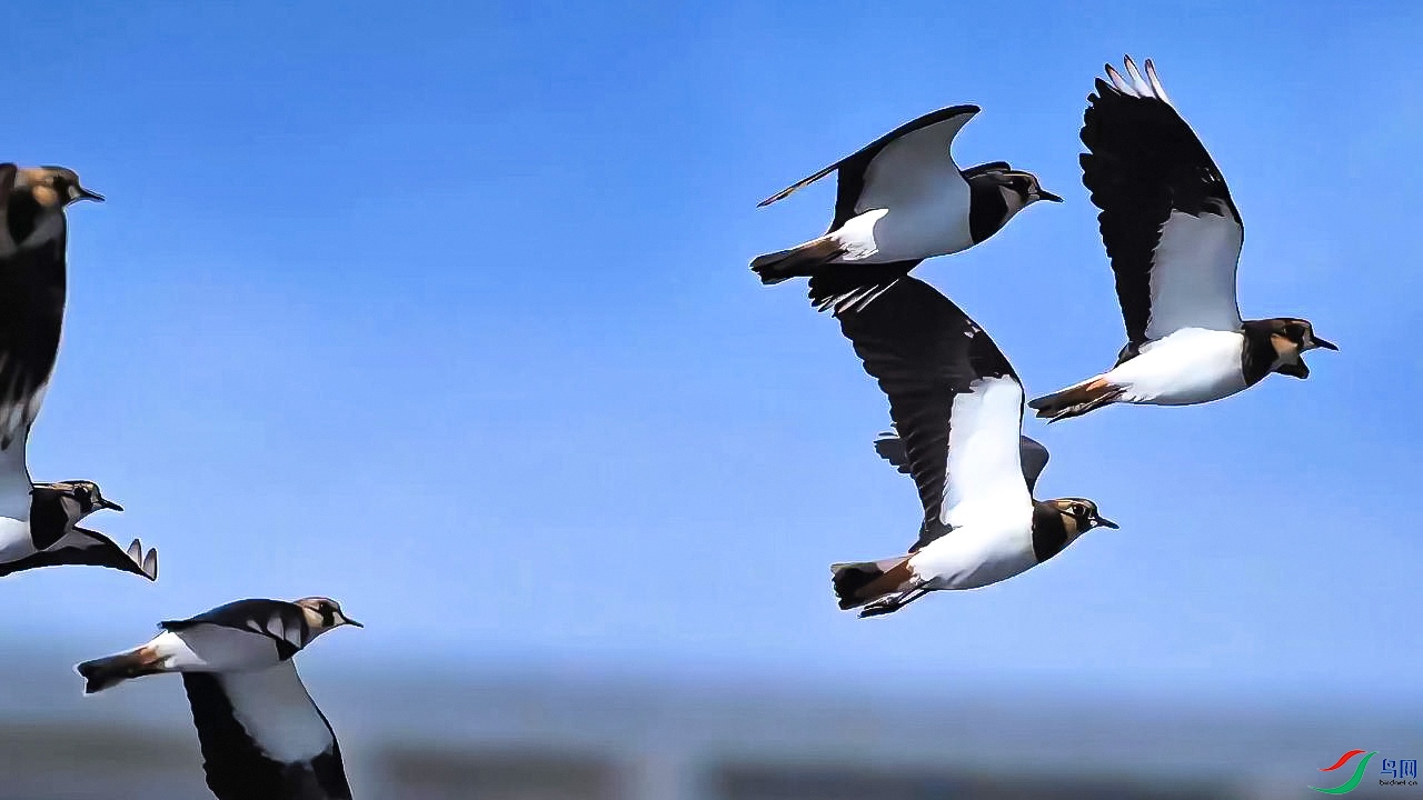 11��2�� (3)Ǩ��;�еķ�ͷ��-����.jpg