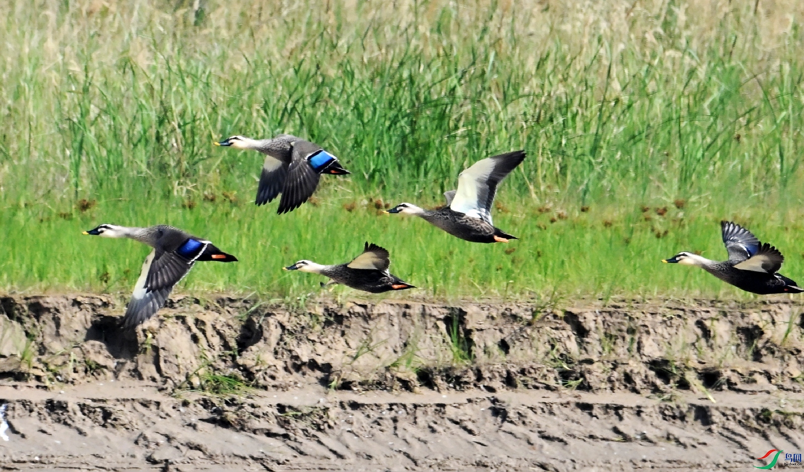 DSC_3343_conew1.jpg