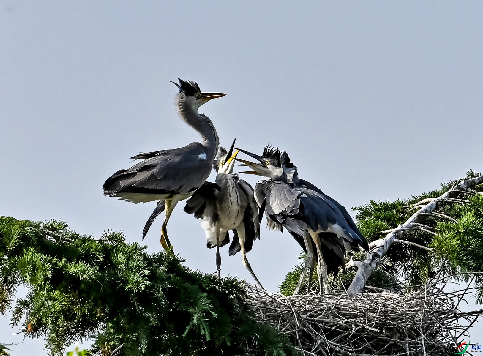 DSC_4453_conew1.jpg
