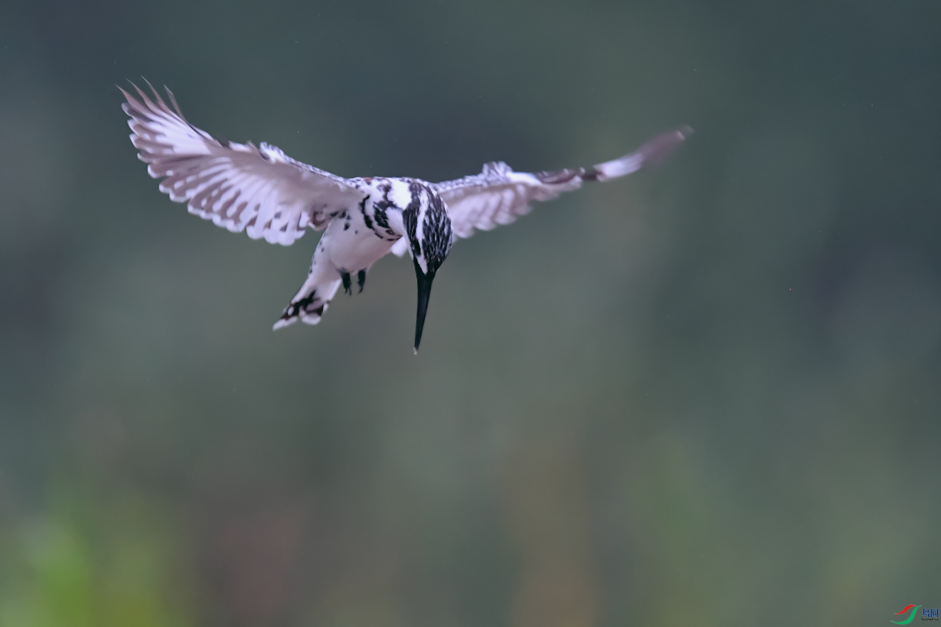DSC_4977_DxOa.jpg