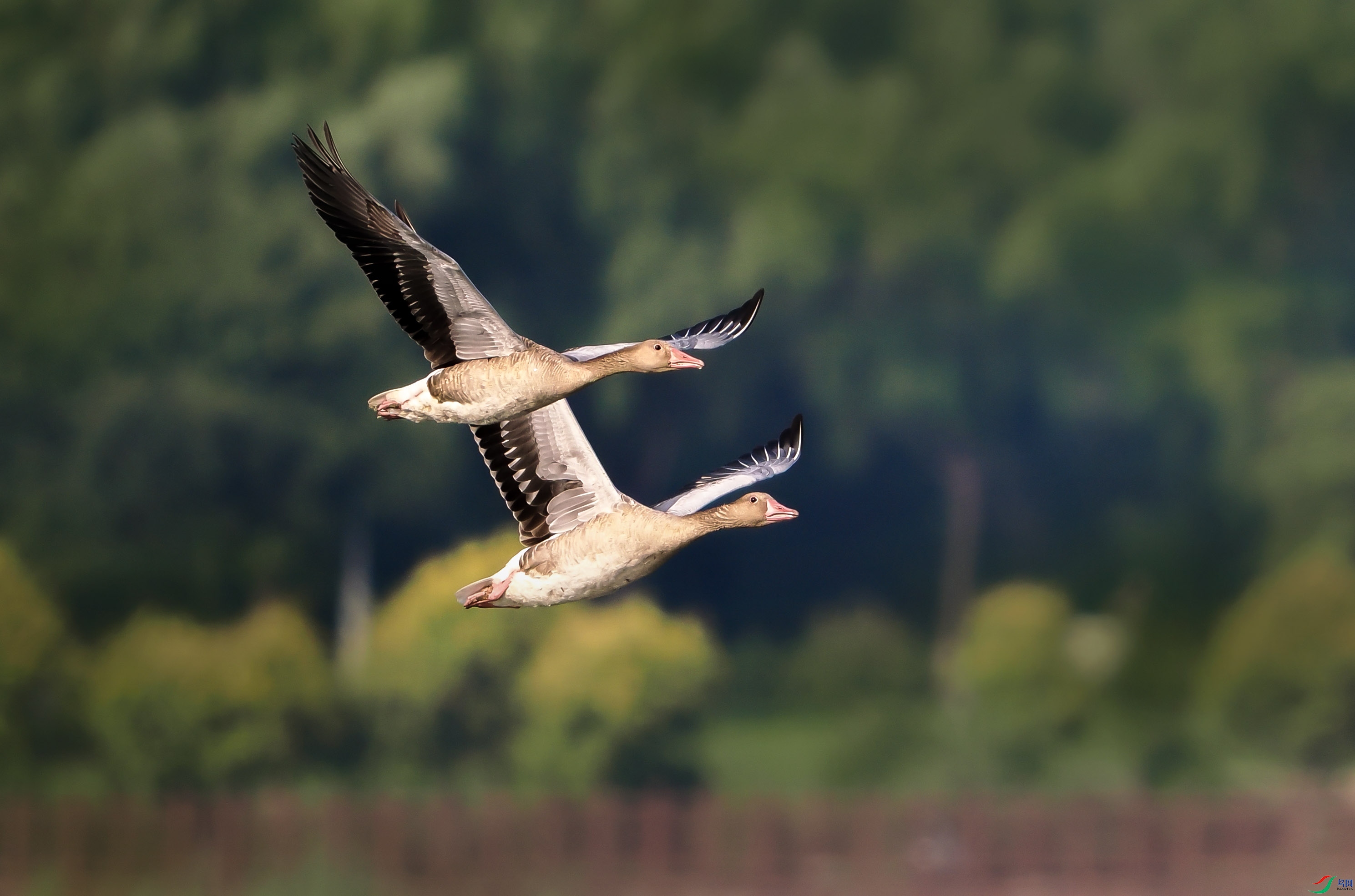 1-P8010719 ���� -����.jpg