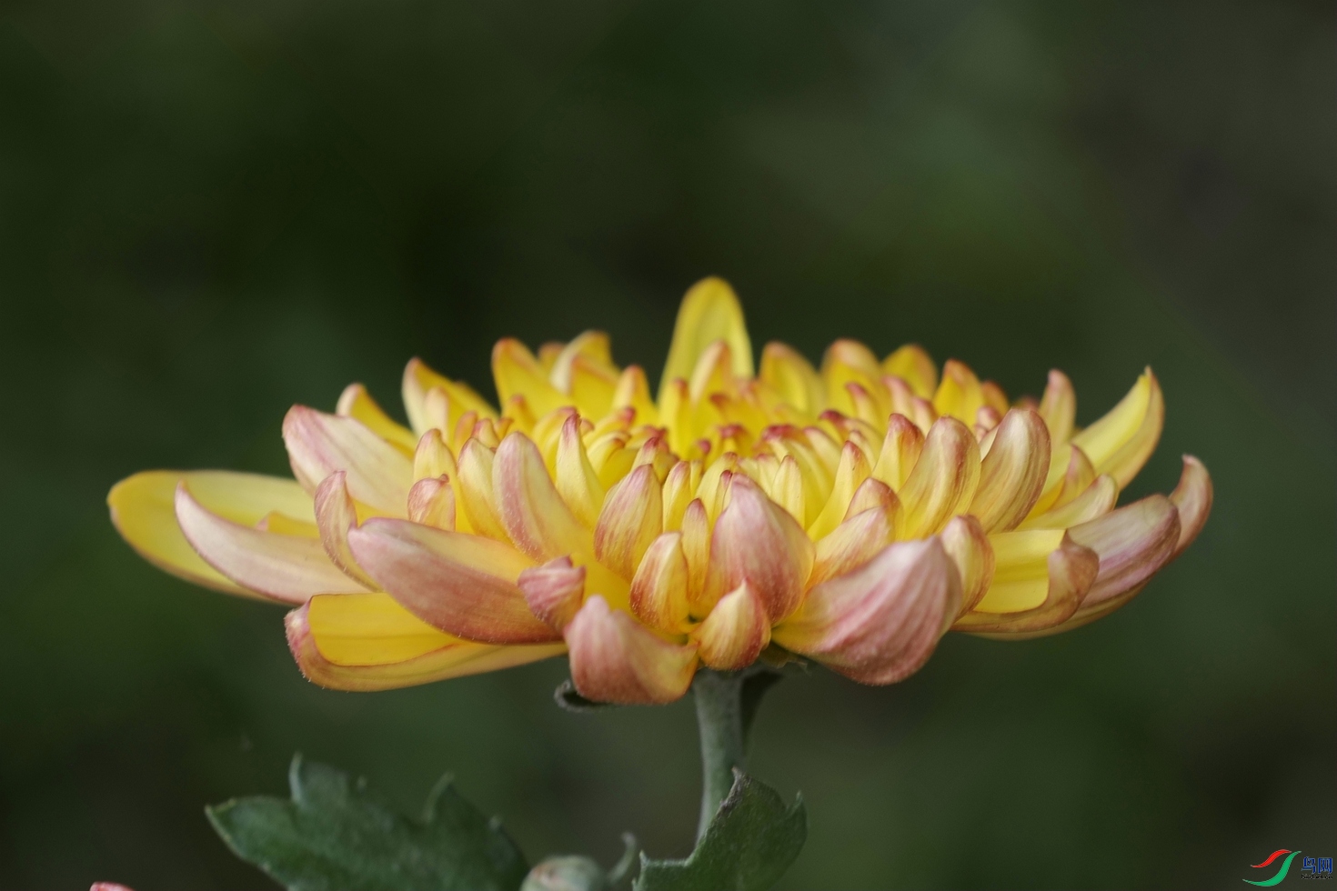 3X7A6882.JPG