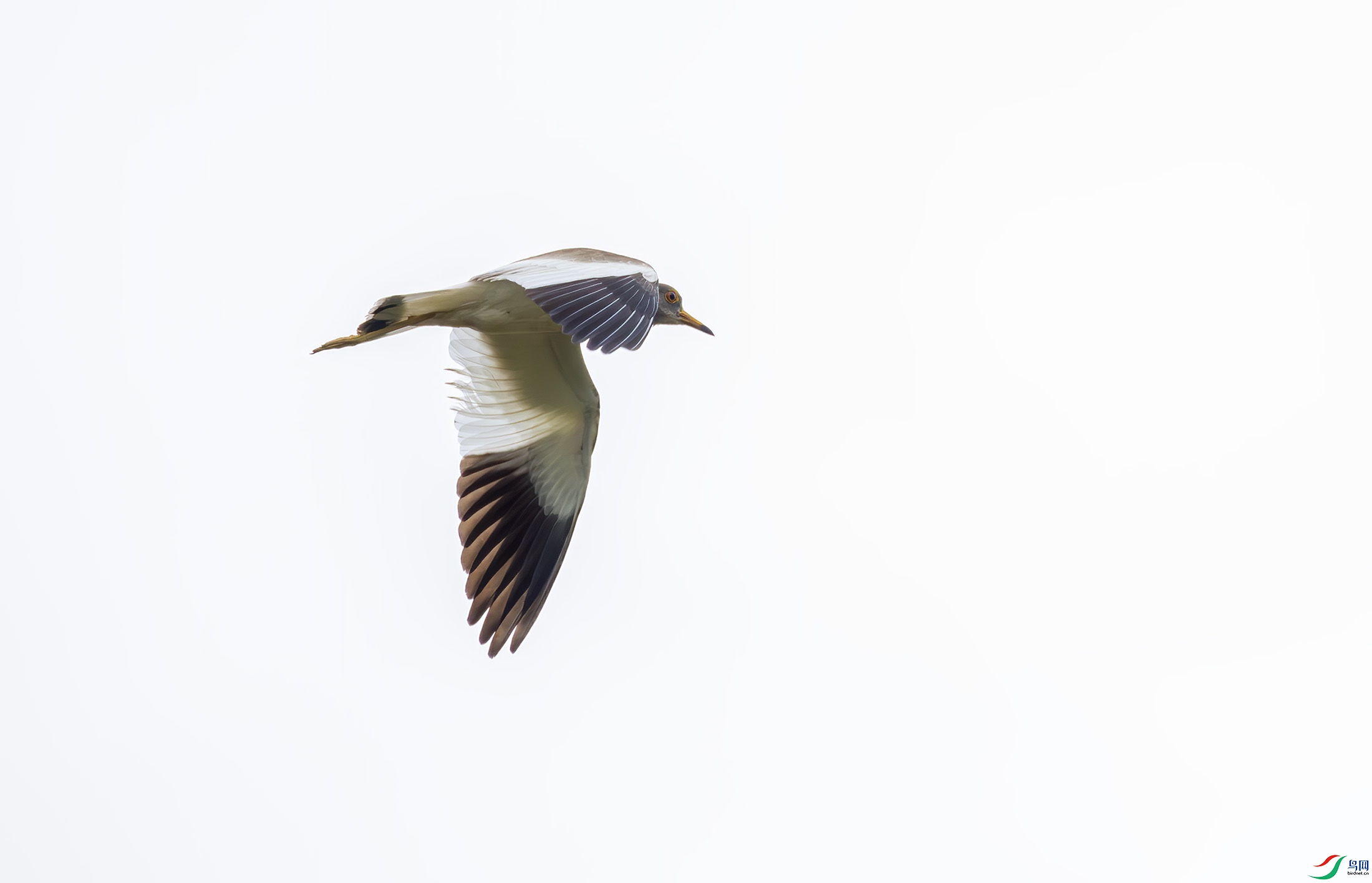 G47A2309-����ǿ-NR ����.jpg