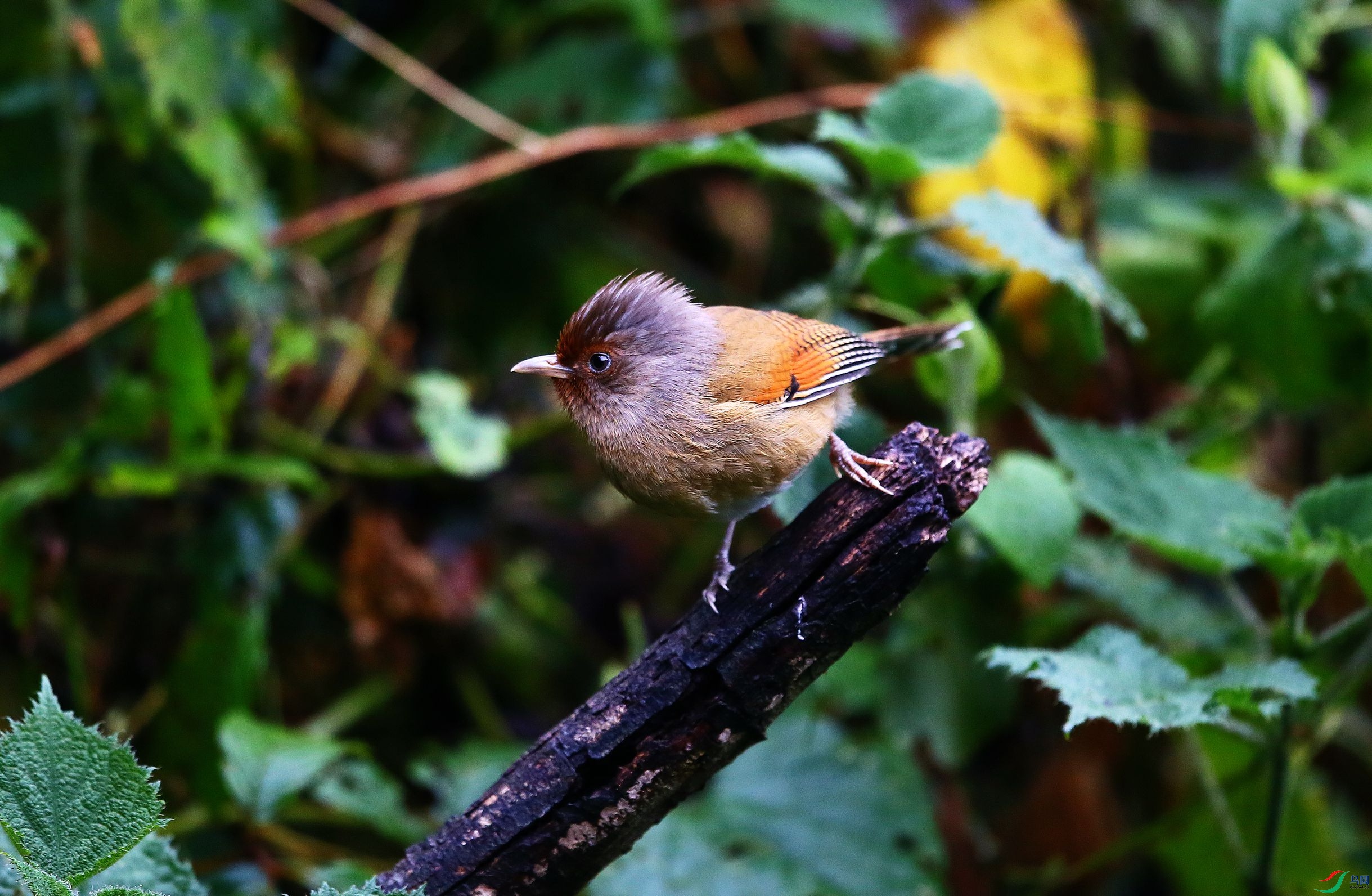 ���߳��� (11).JPG