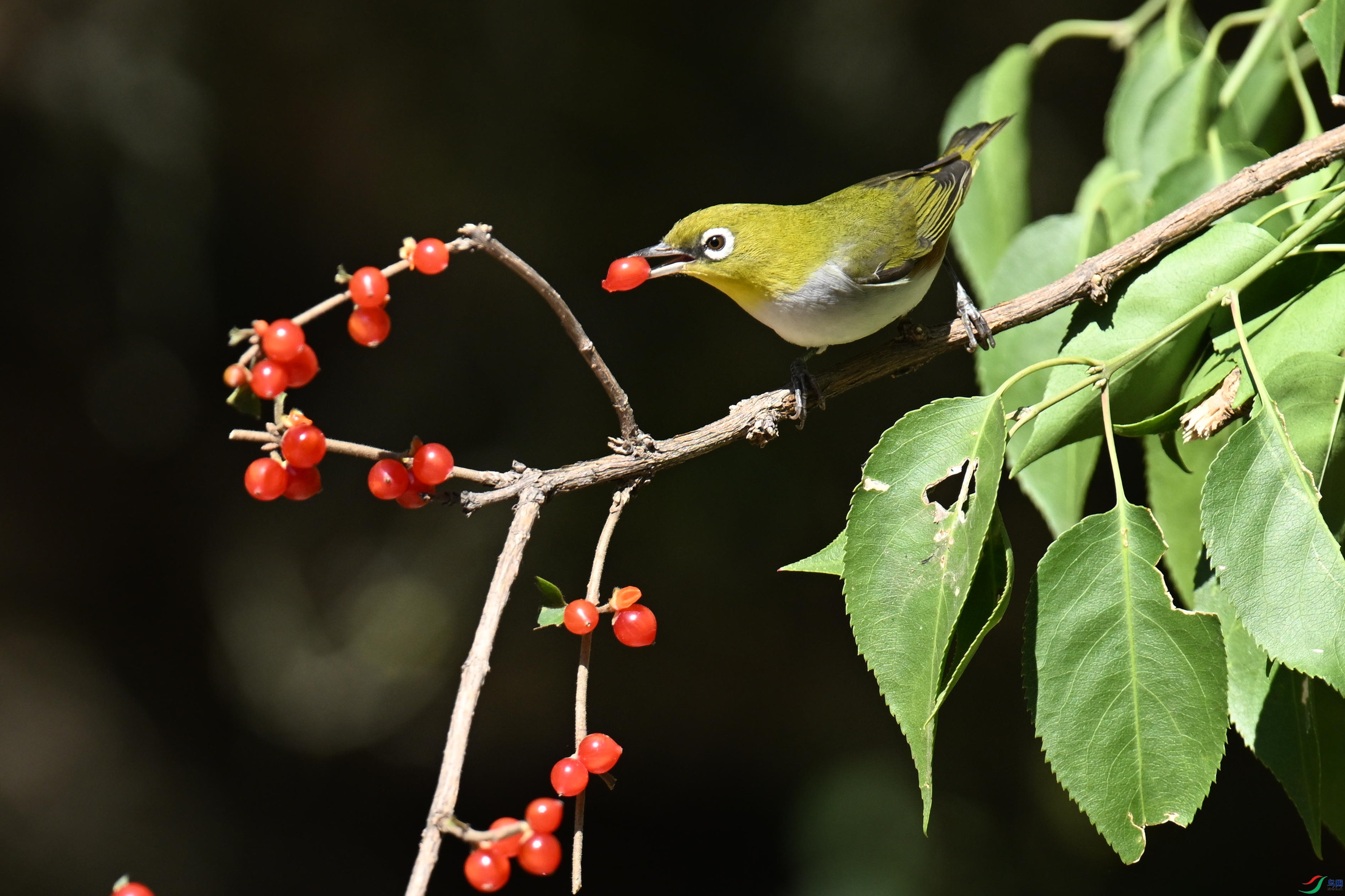 �������� (16).jpg