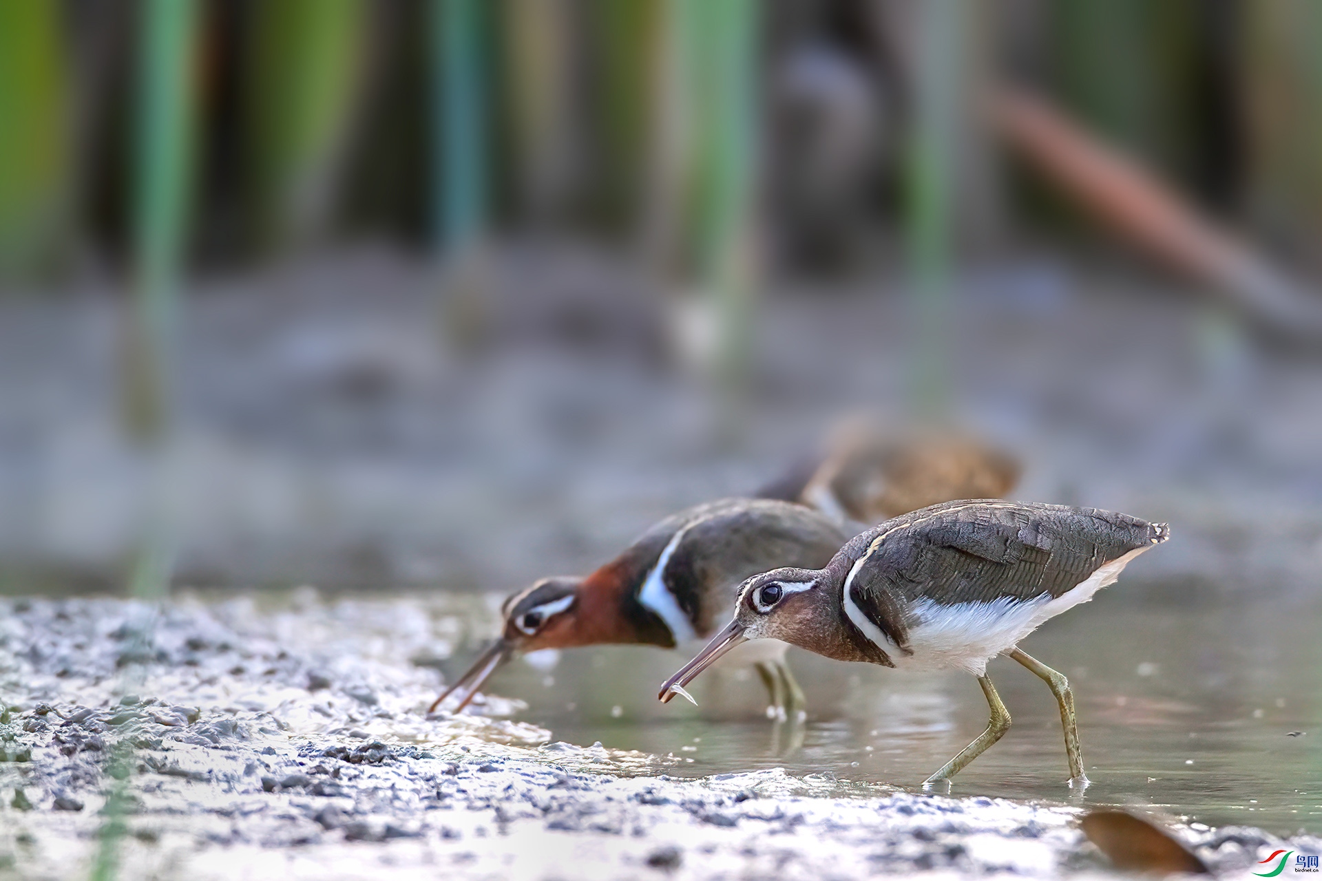 AS7I8382 ����-Sh----1 .jpg