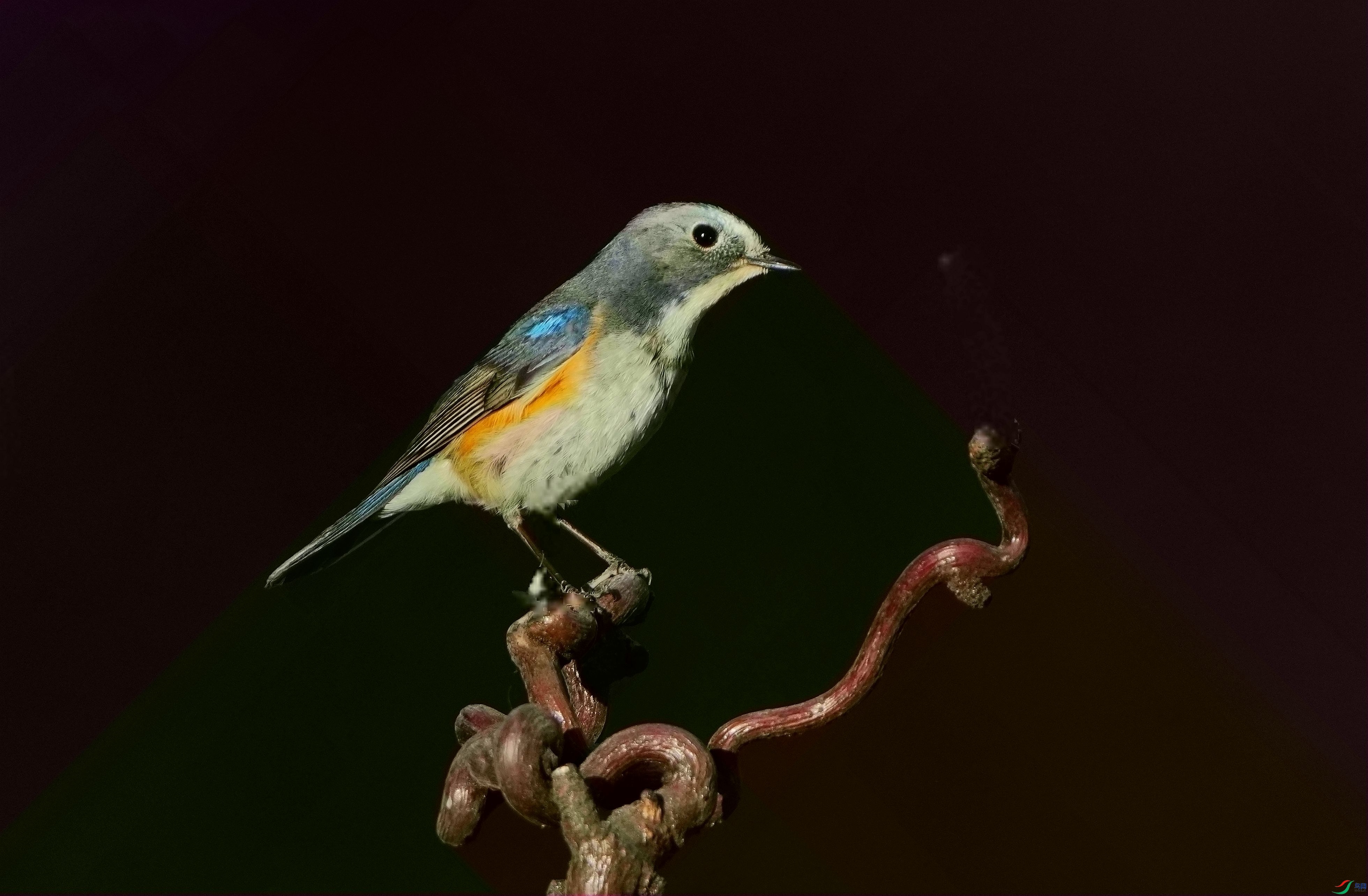 ֦ͷ�ϵĺ�в��β�DSC00911_����.jpg