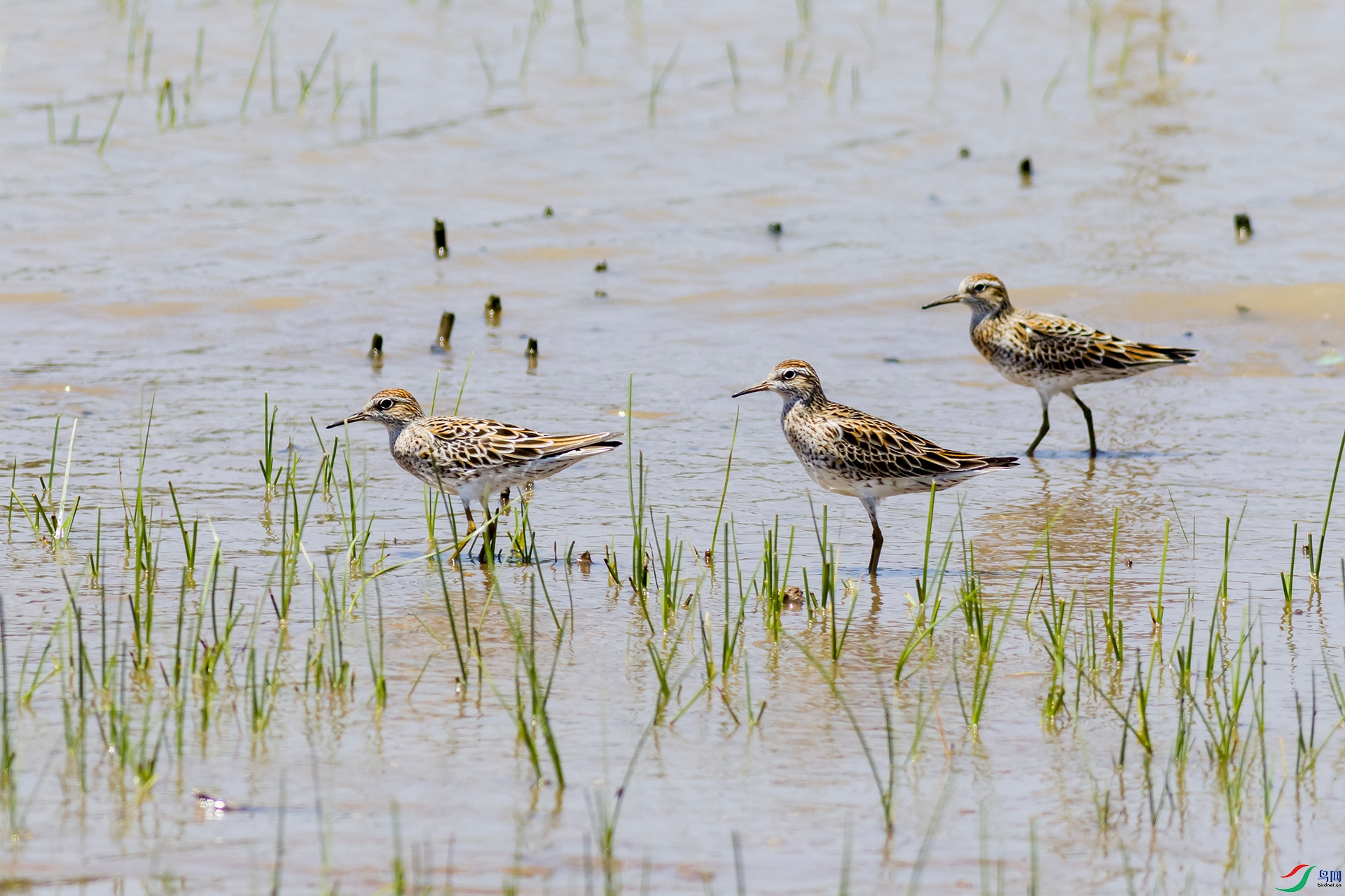 2H6A4286 ����1_����.jpg