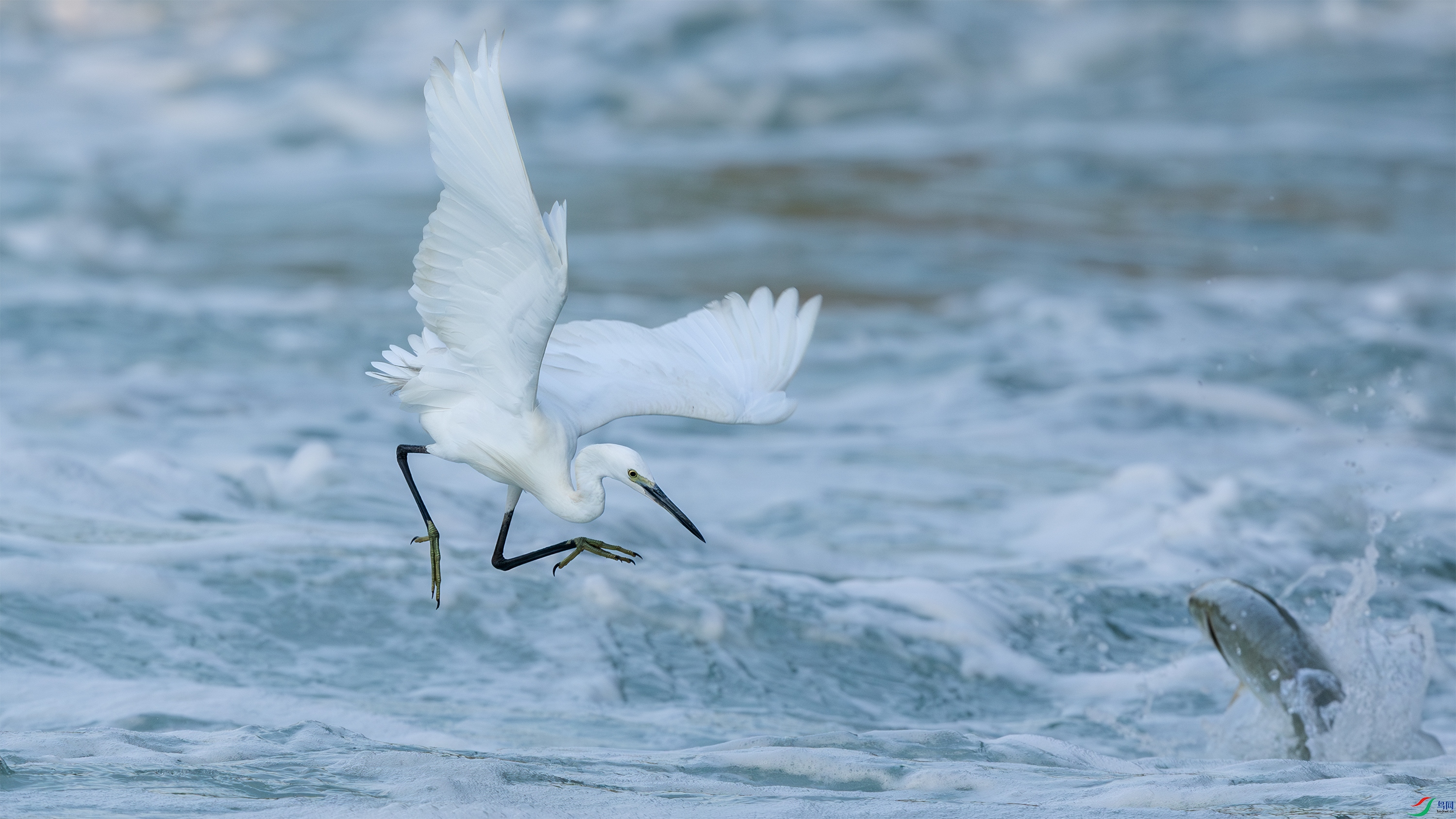 063A1401 ����.jpg