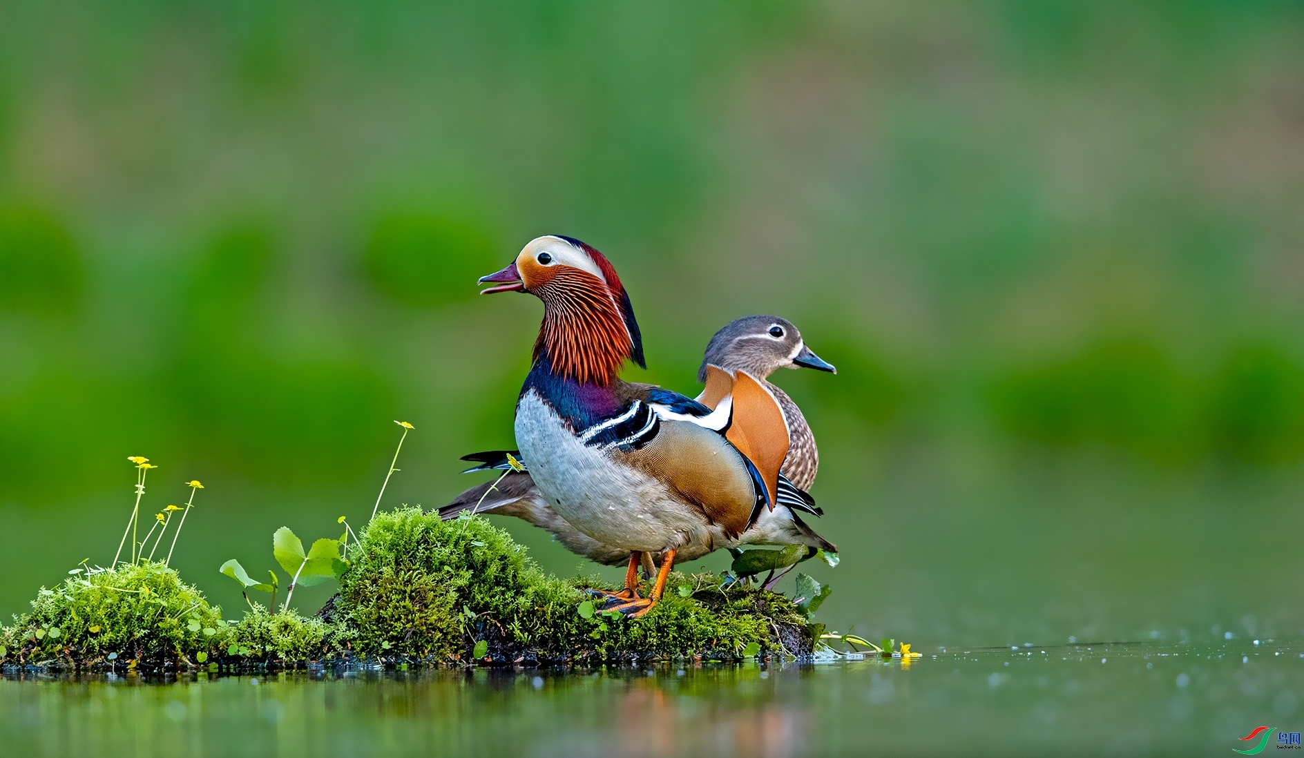 11.01���������ʦ��Ʒ   ��� ��ף���ٻ����������.jpg